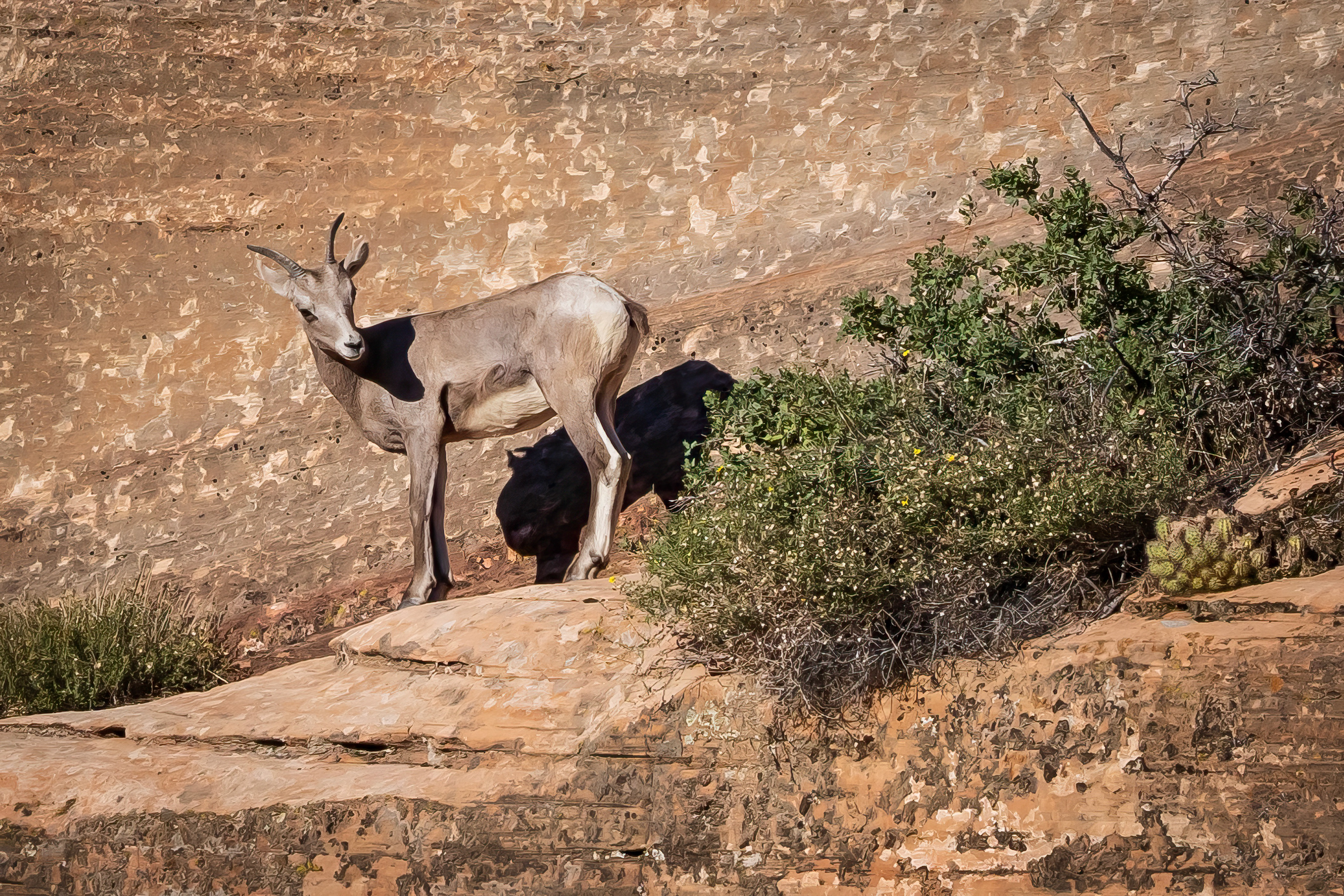Bighorn Sheep 
