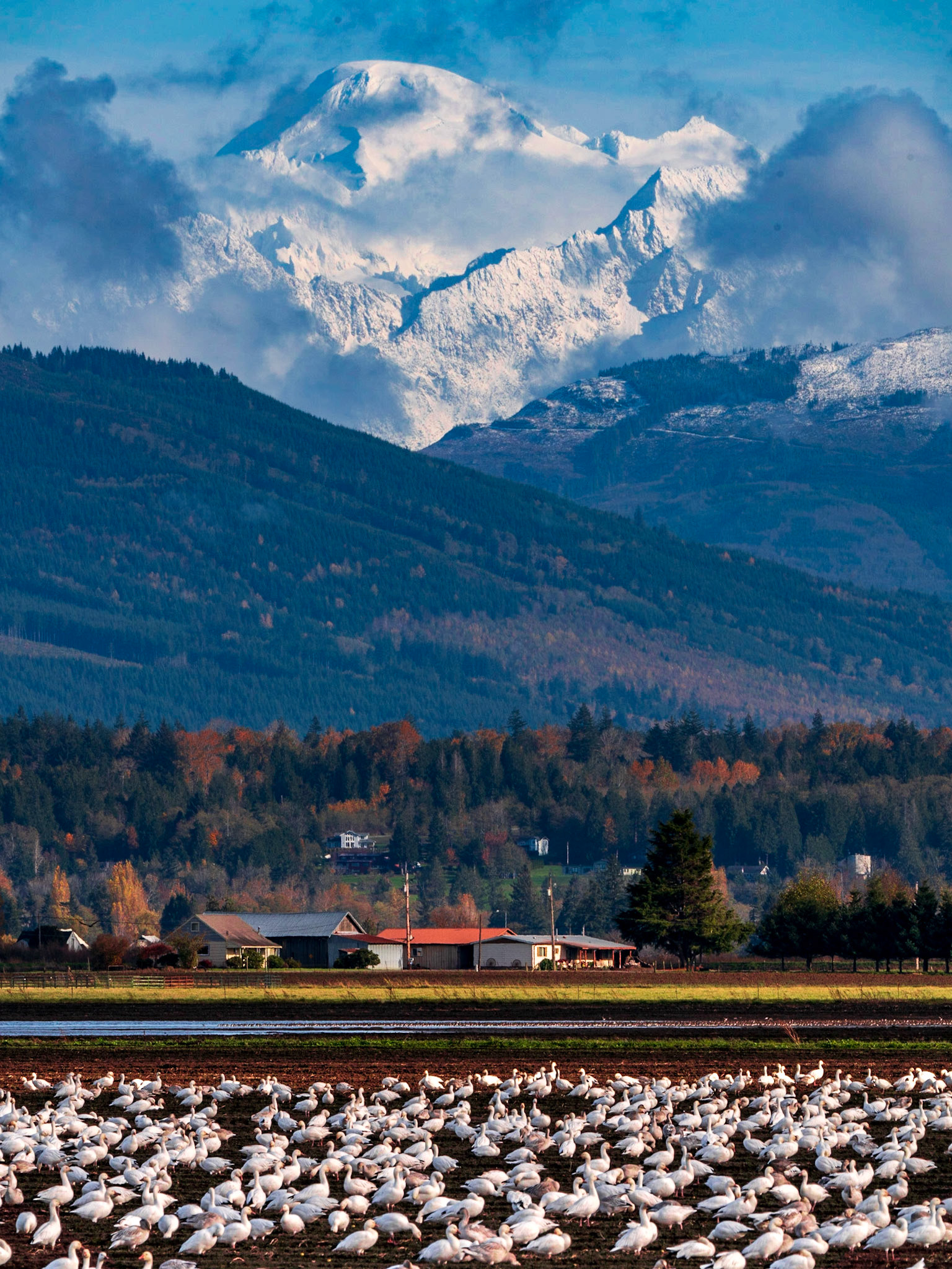 Mt Baker & Snow Geese