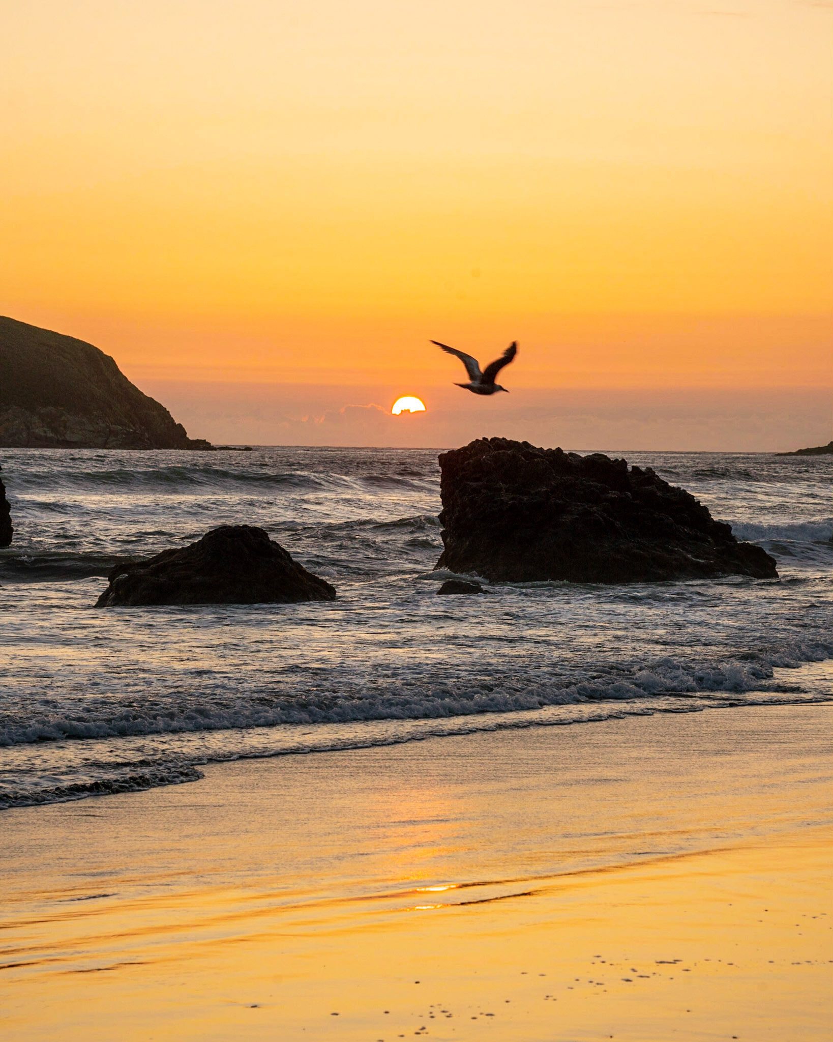 Seagull
