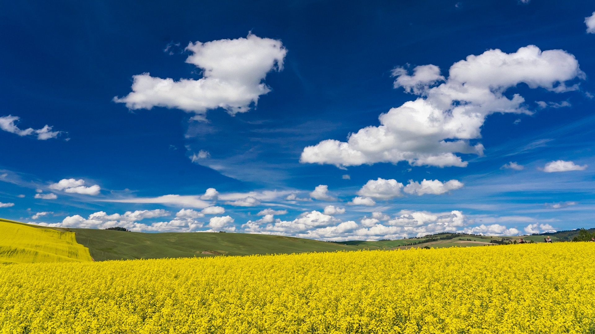 Canola Fields