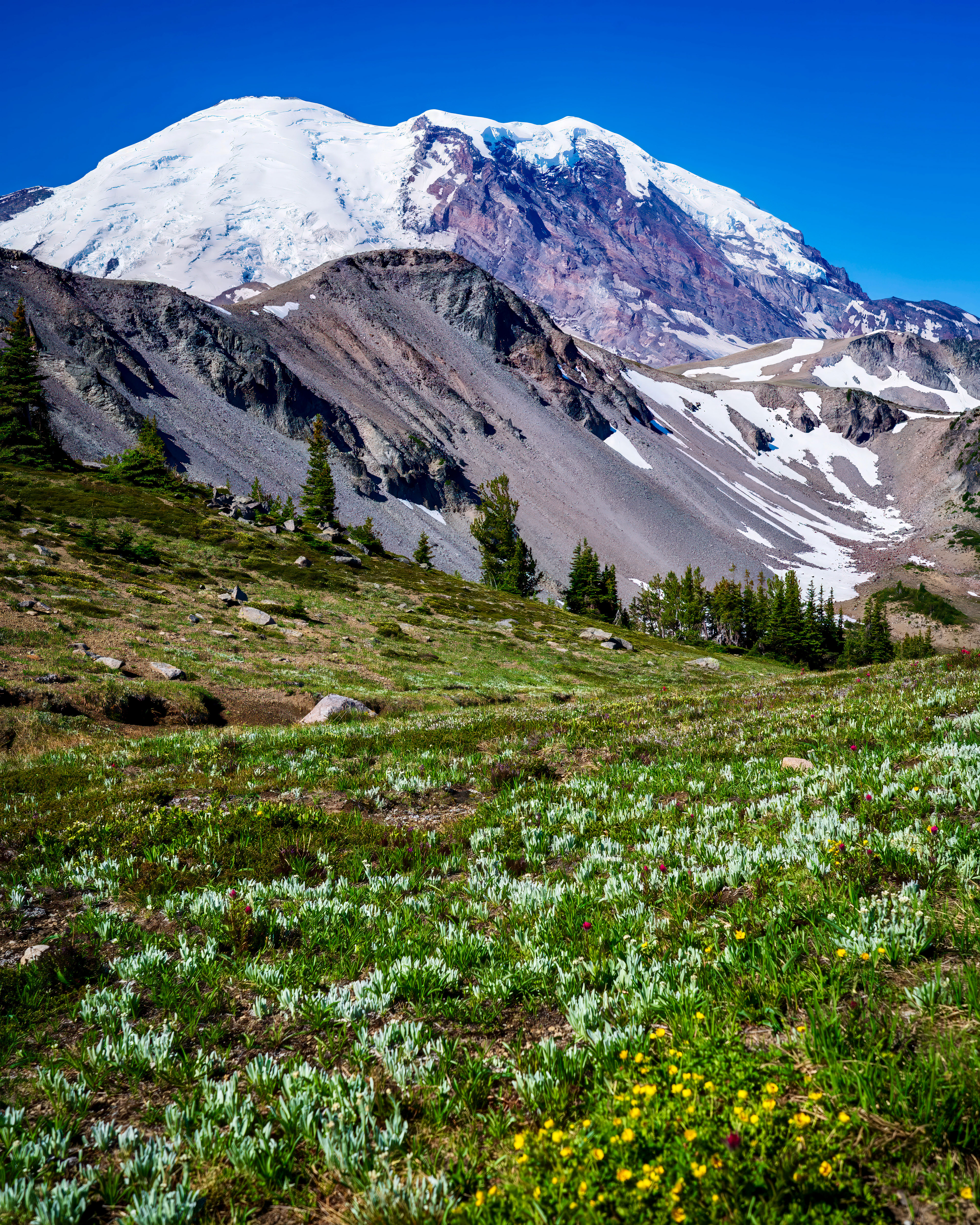 Wildflowers in the Meadow - Mount Rainier