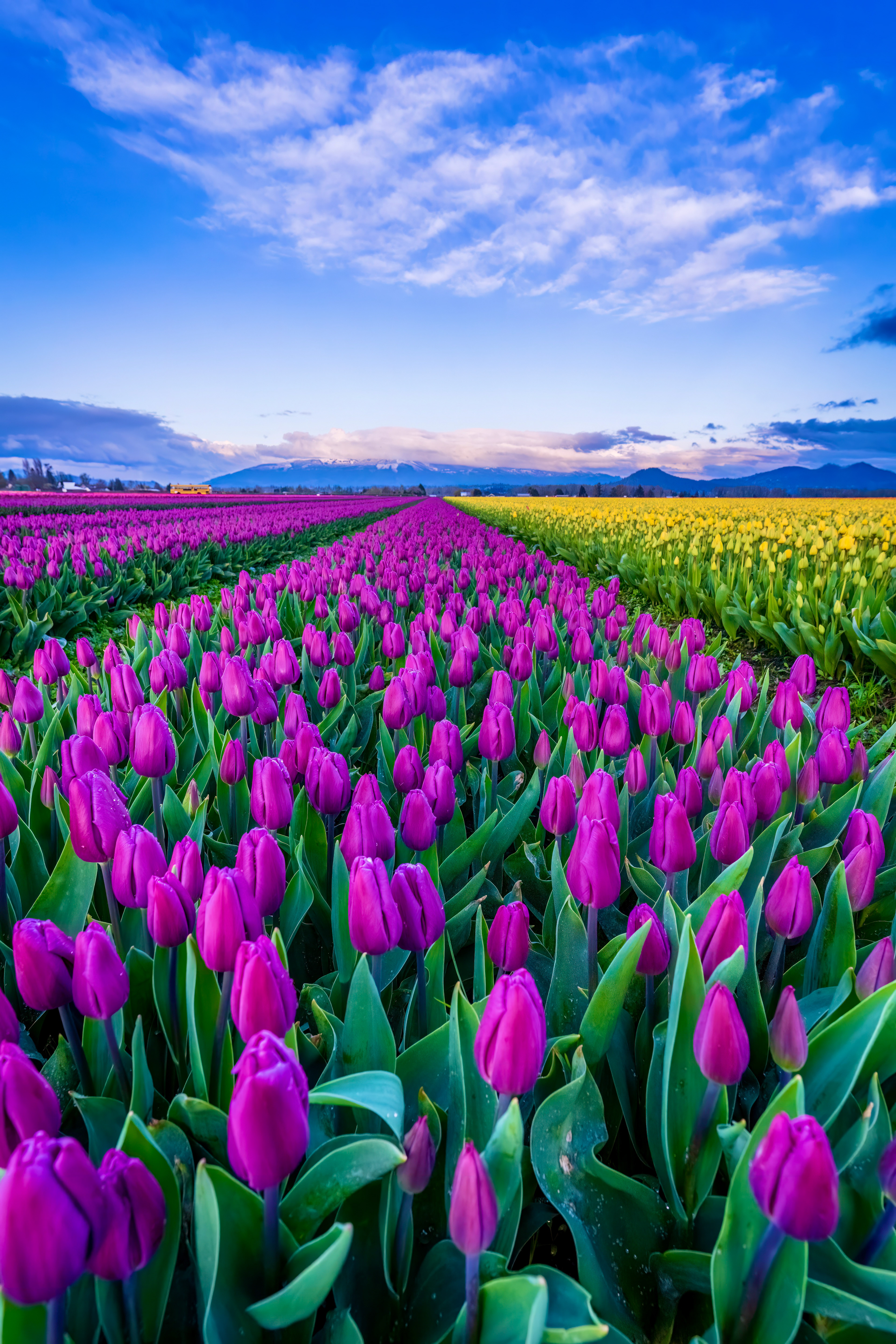 As far as the eye can see