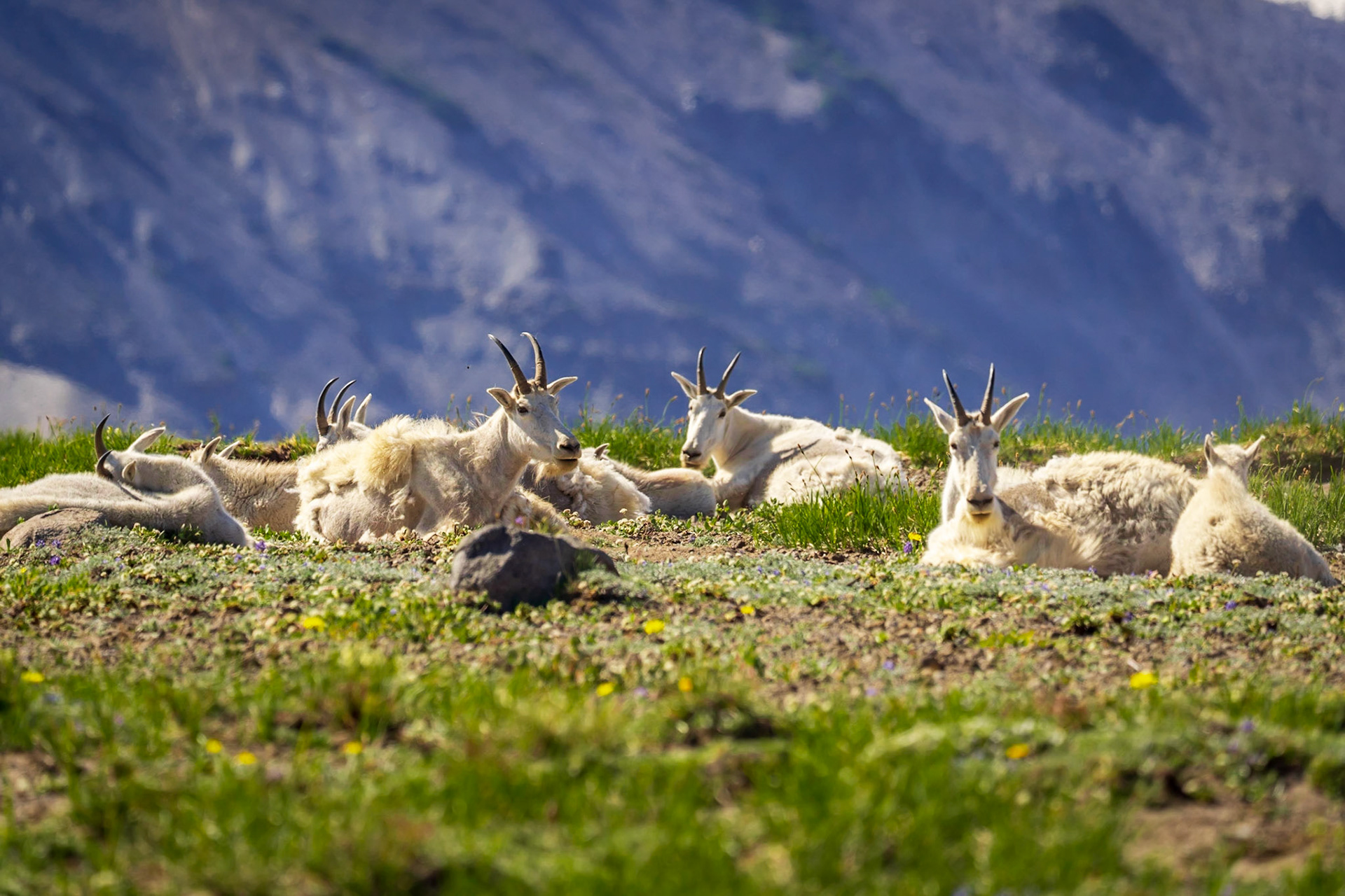 Mountain Goats - Mt Rainier National Park