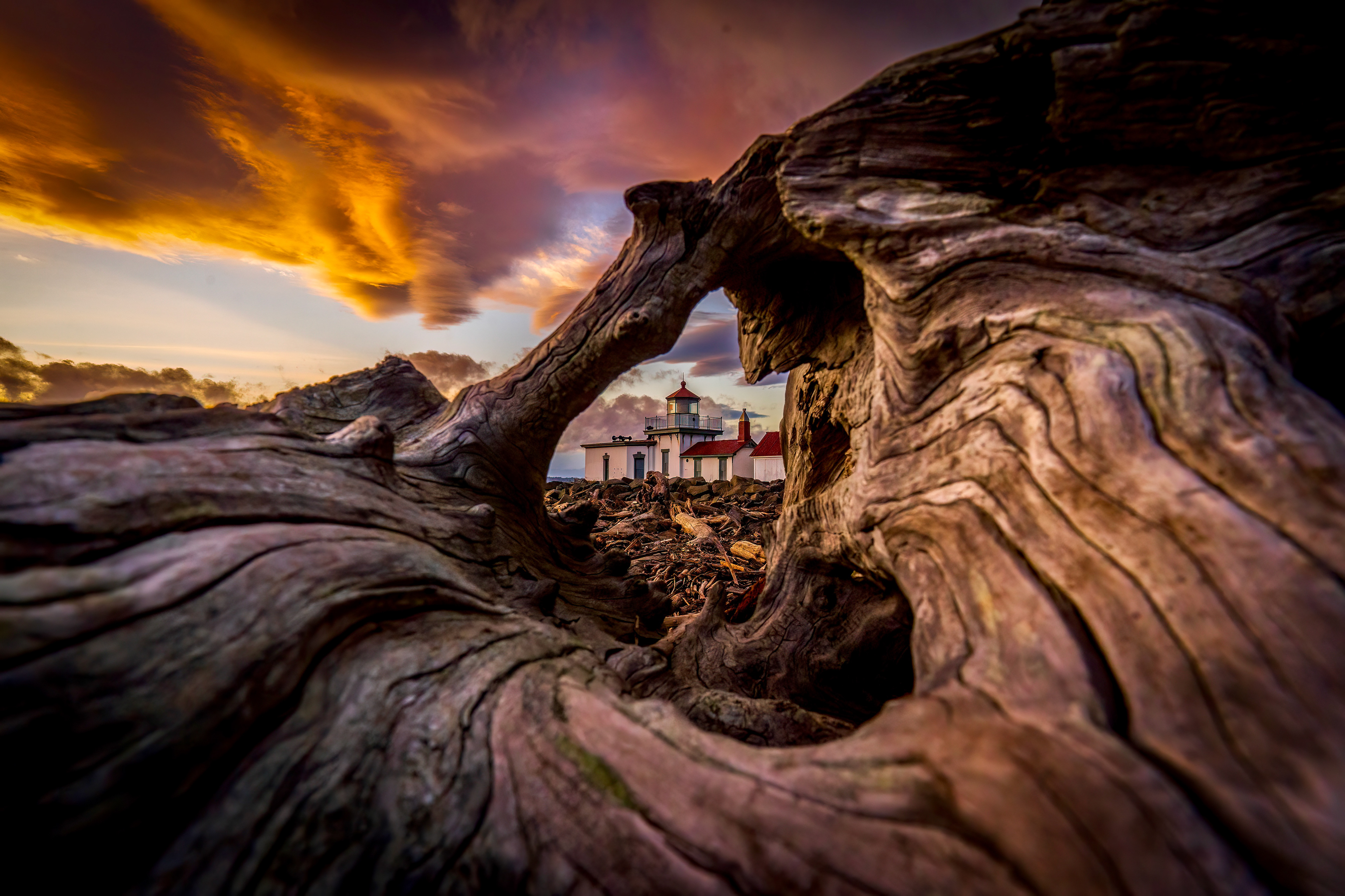 Through the Driftwood