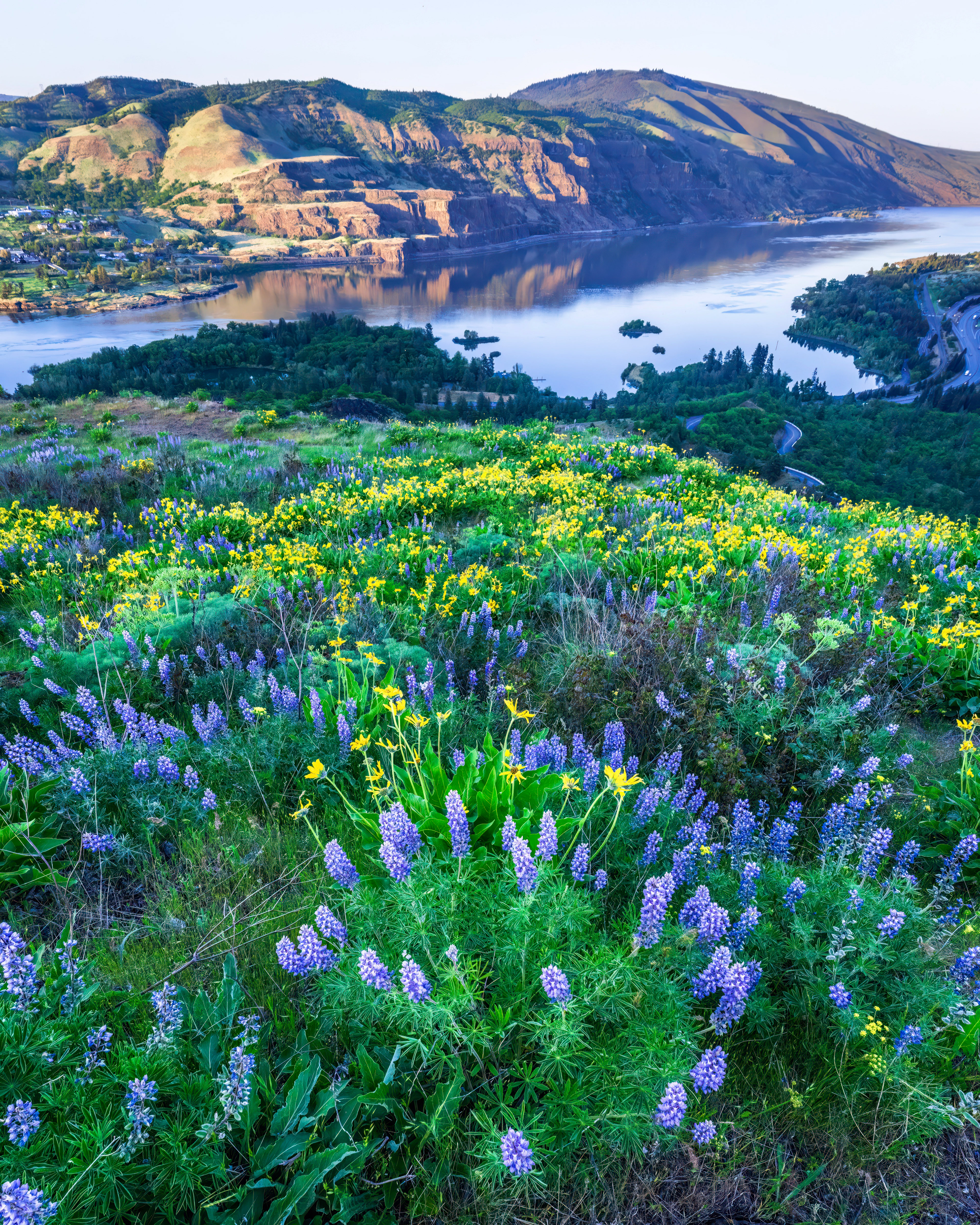 Wildflowers