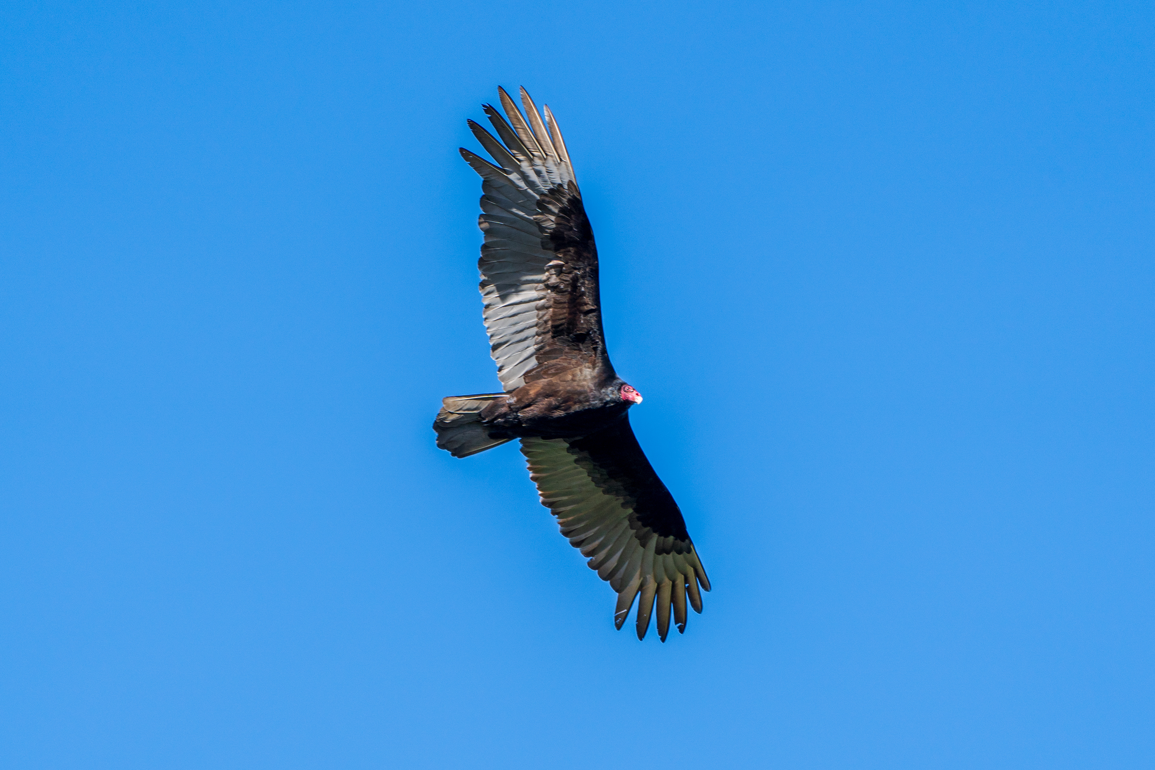 Turkey vulture