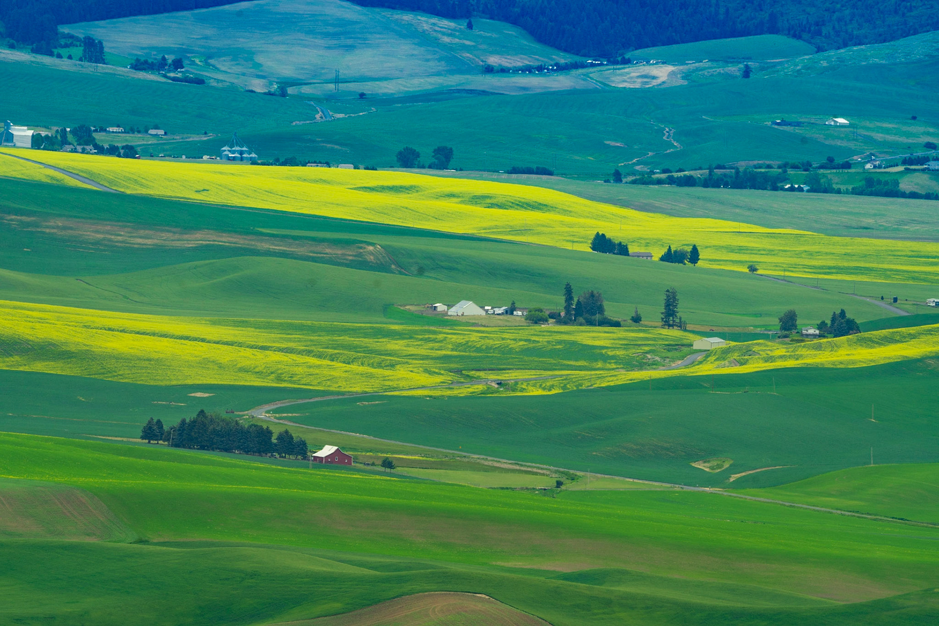 Canola Fields from Kamiak Butte