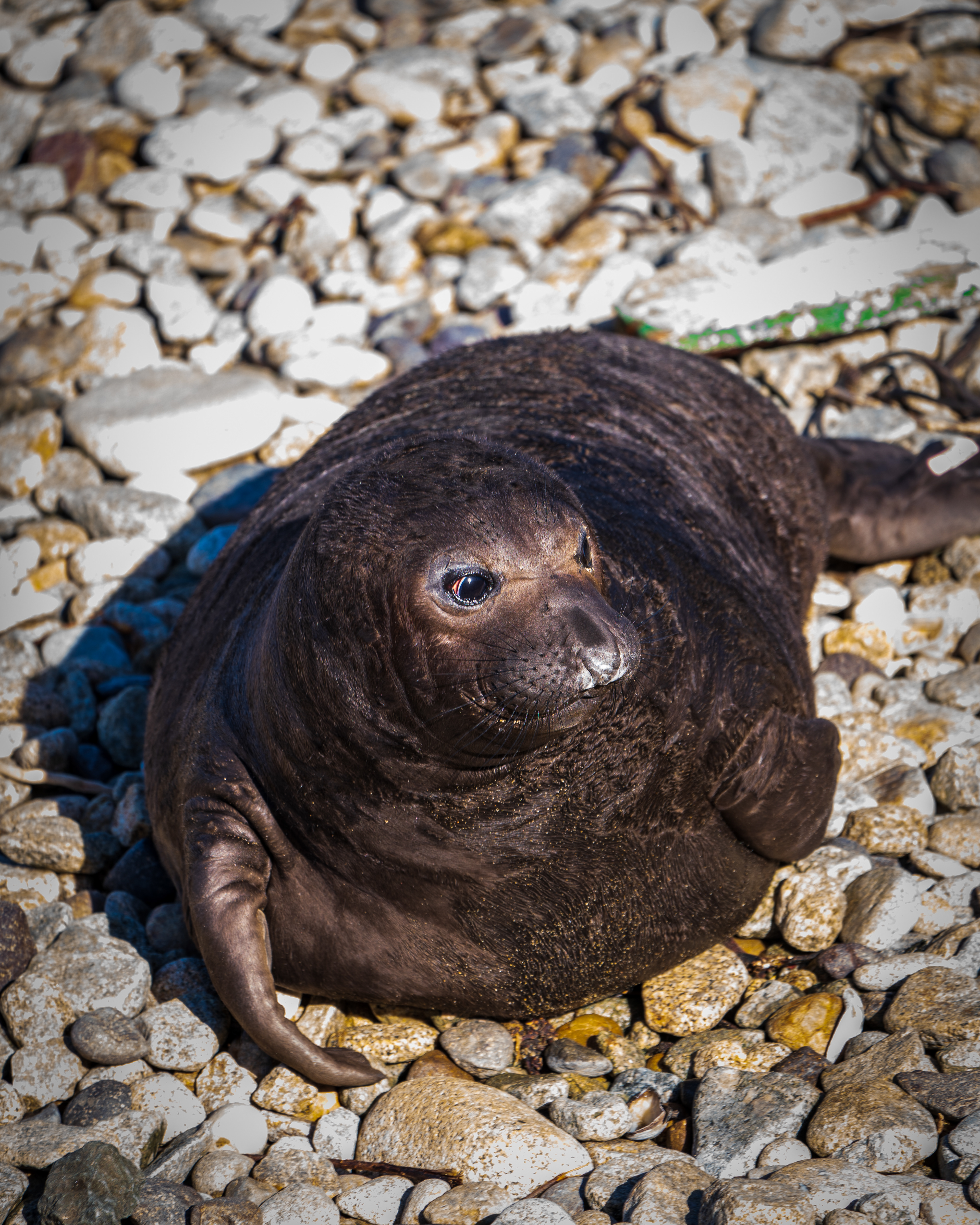 Seal Pup