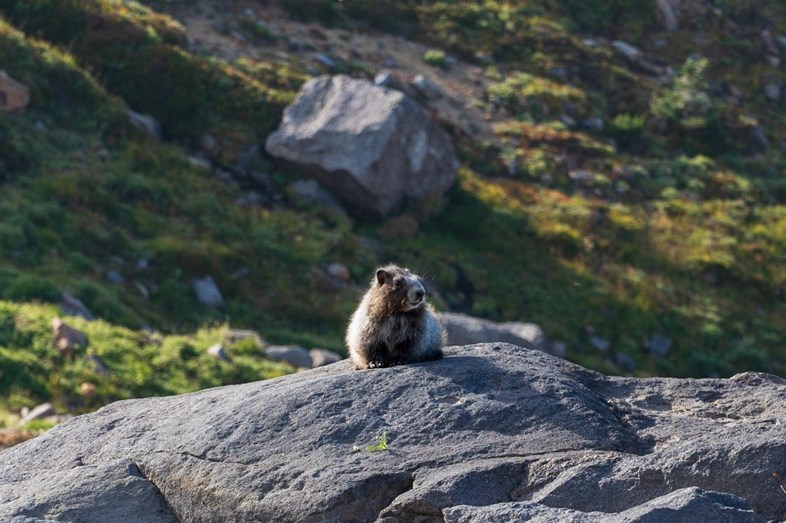 Marmot - Mount Rainier