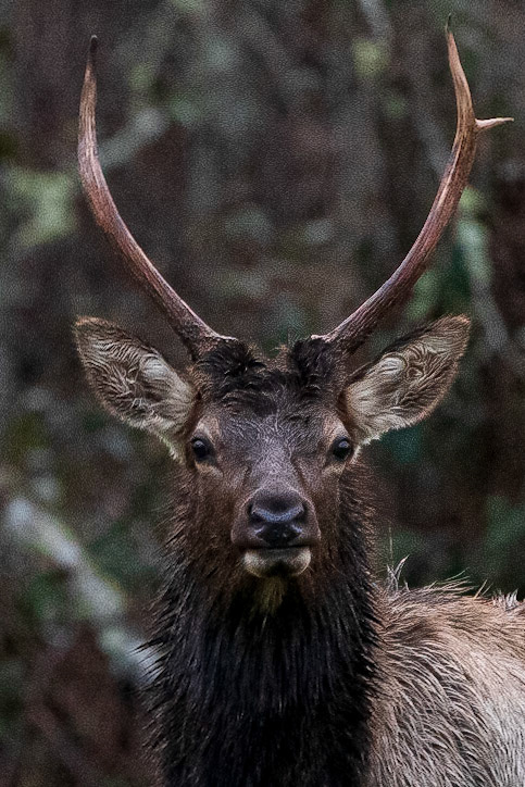 Bull Elk