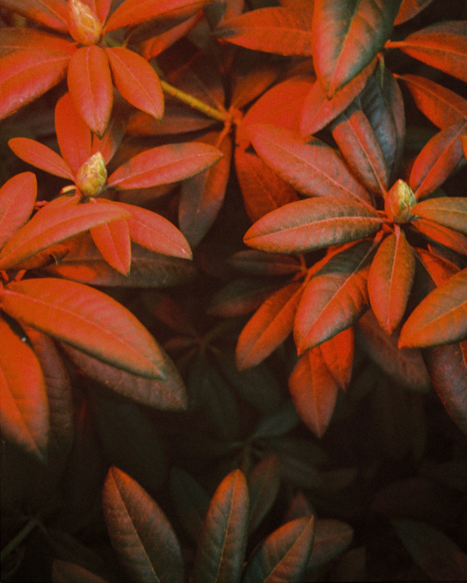 Photographed by Adam Falk