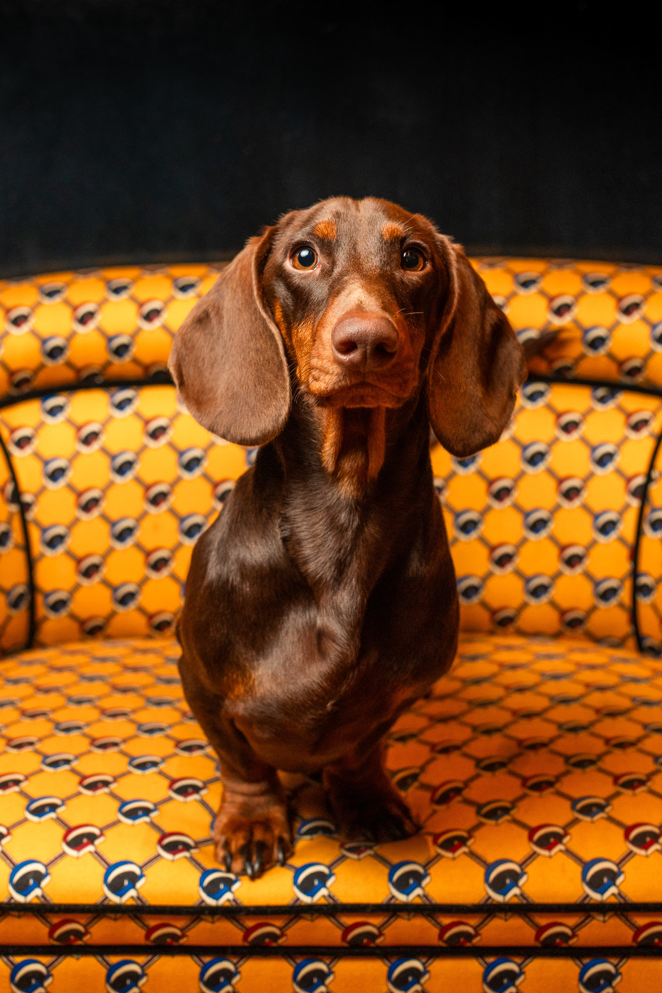 George, the Dog.