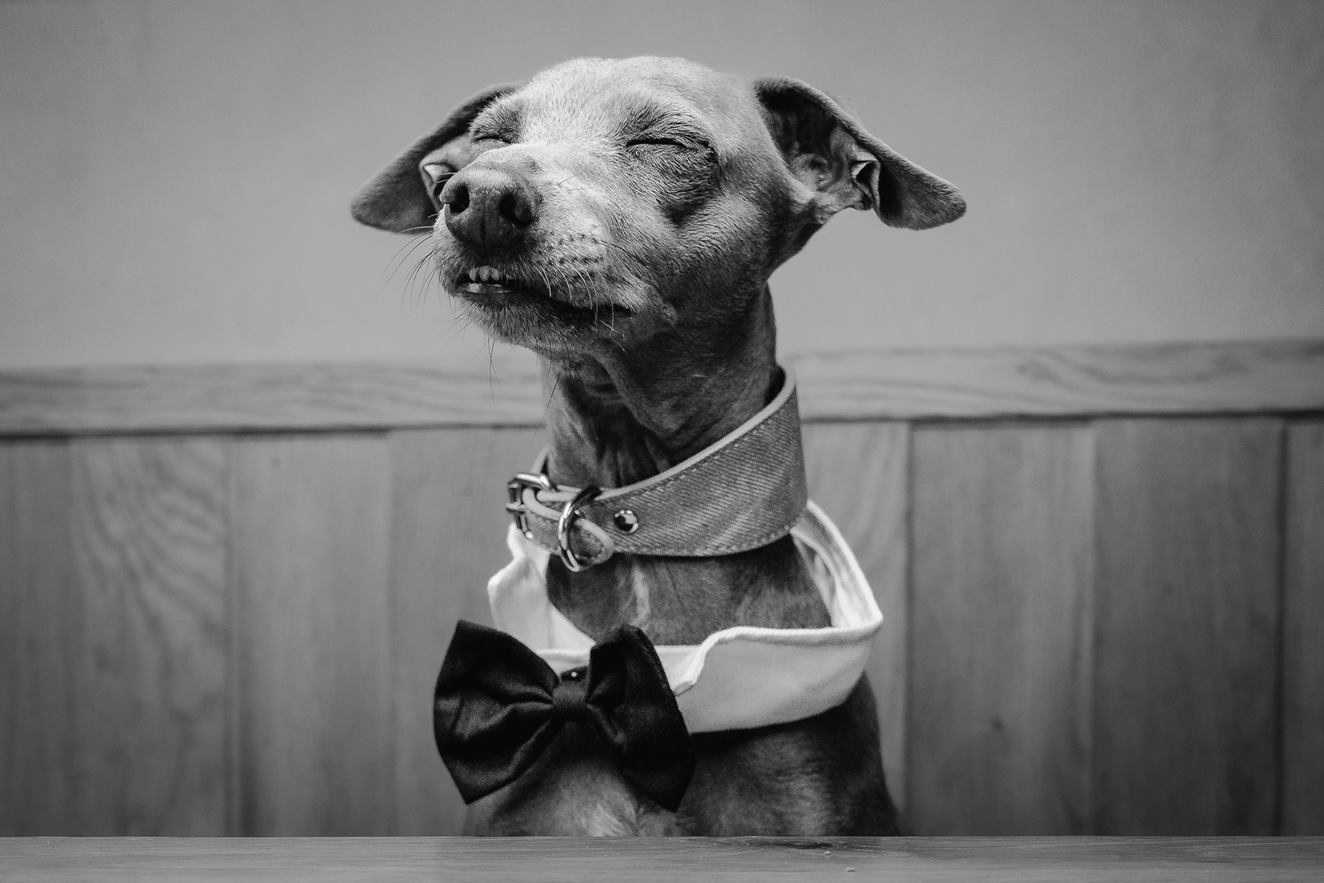 Greyhound.