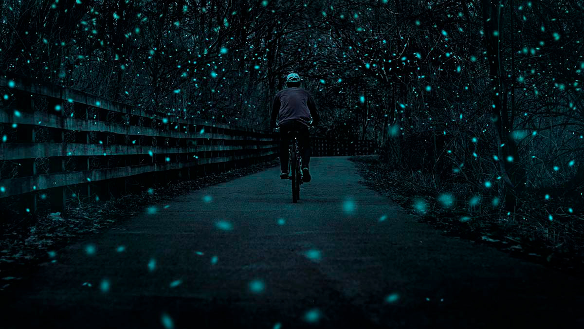 Wonder