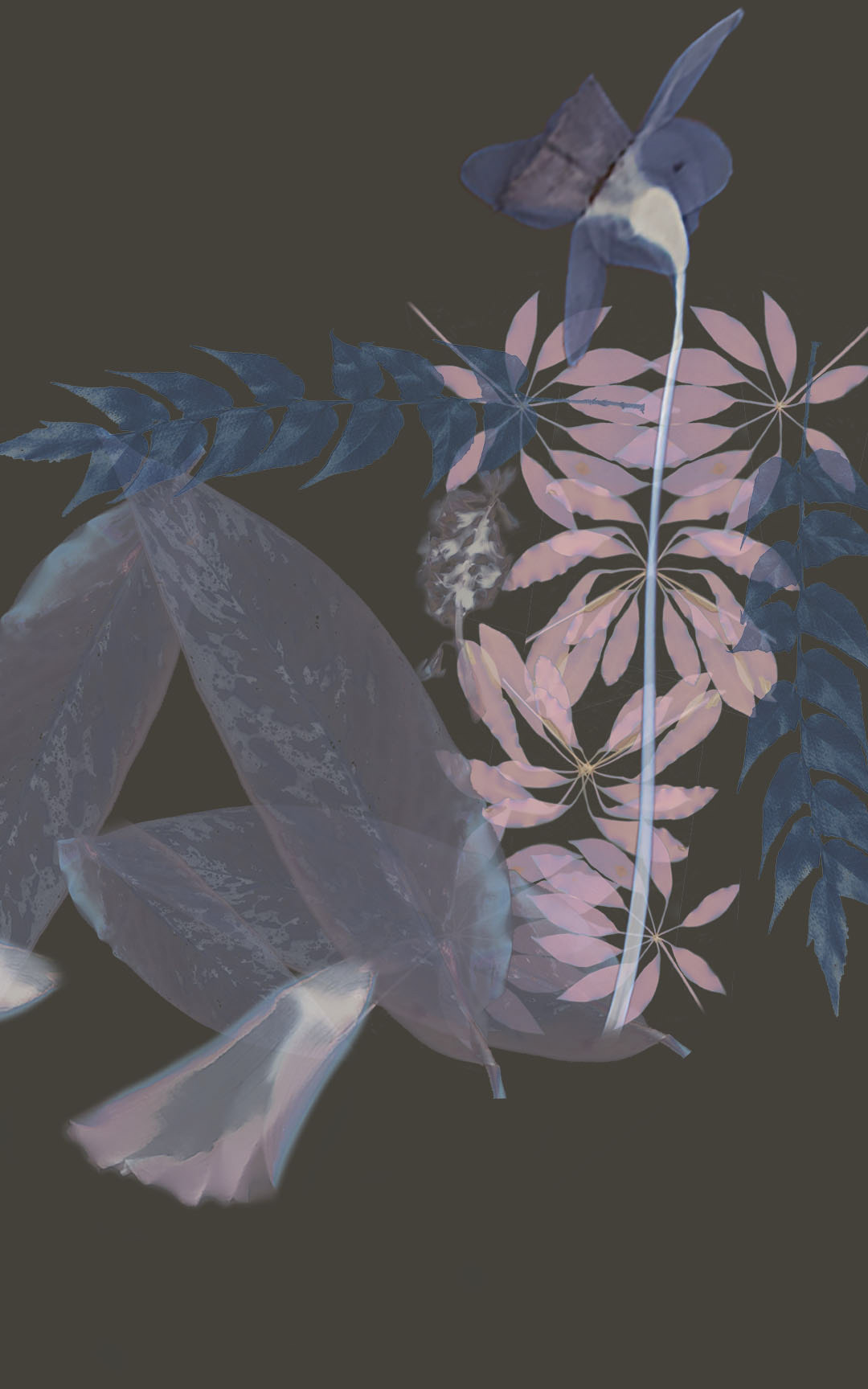 Rooted