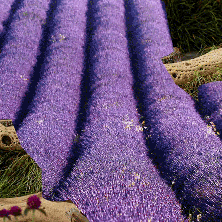 French Cade Lavender