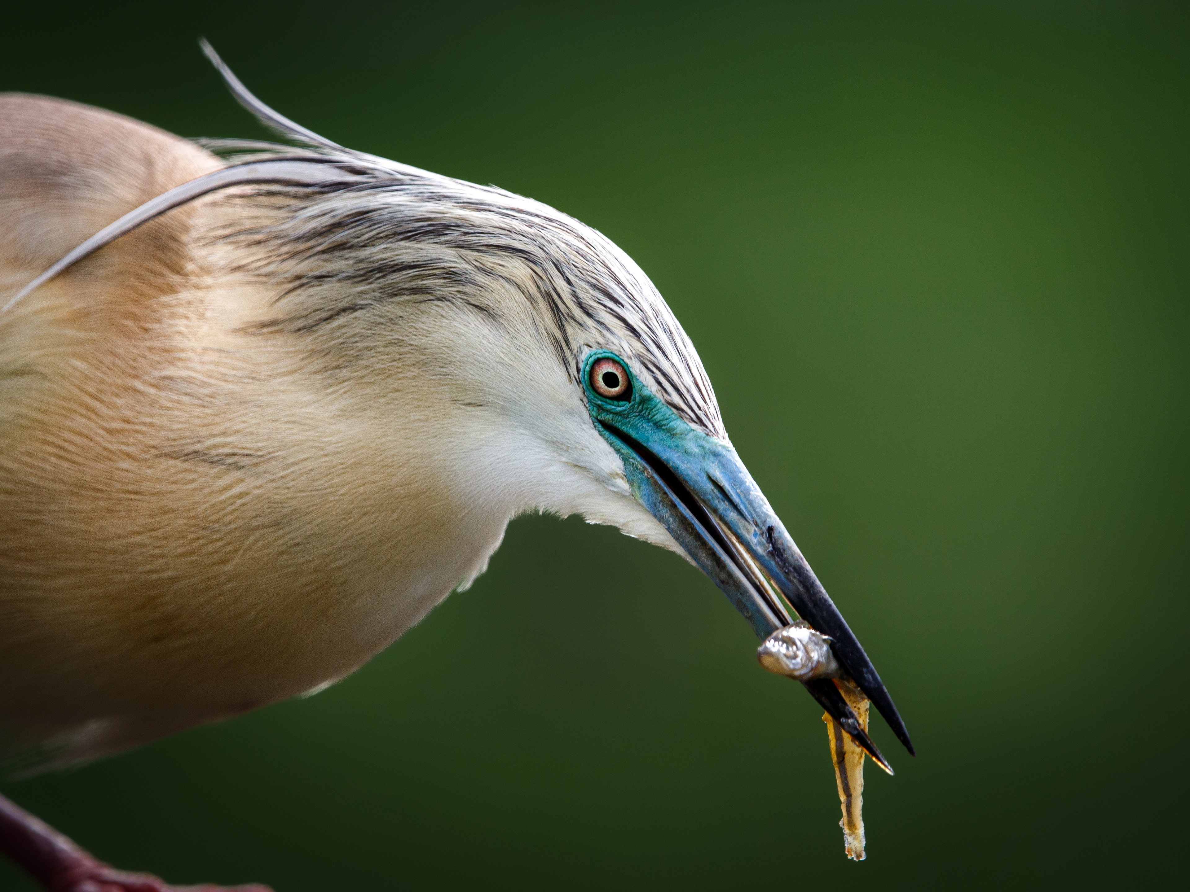 Parc des oiseaux 3