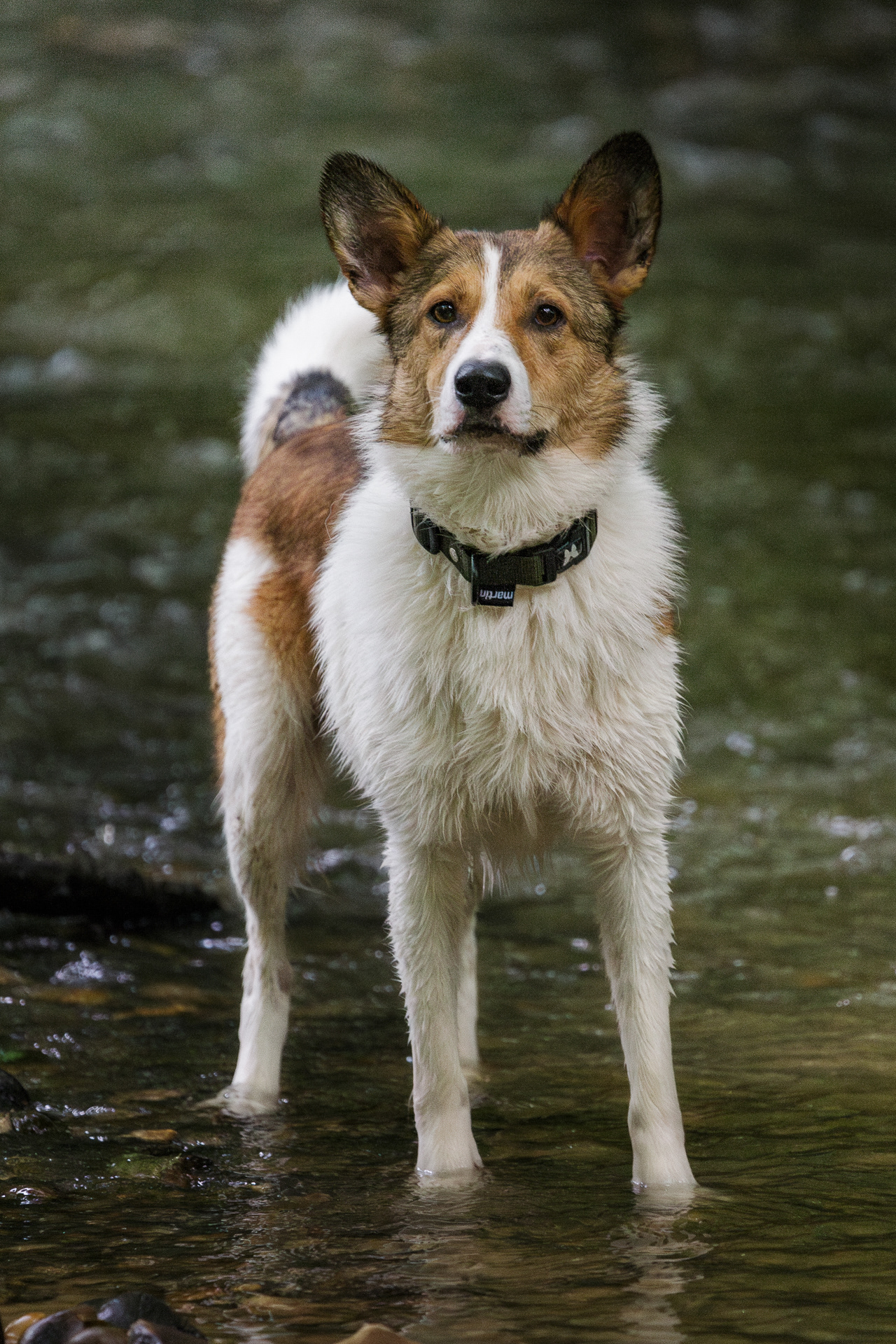 Usko