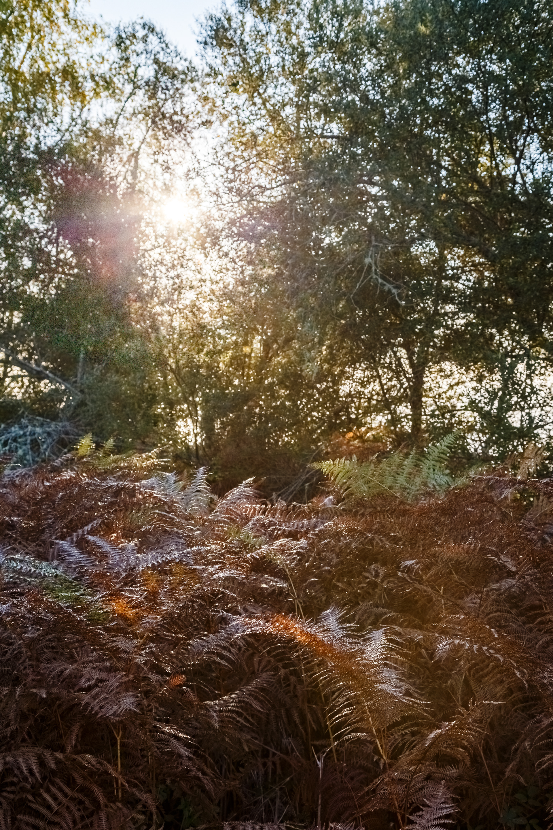 Forêt Landaise 3