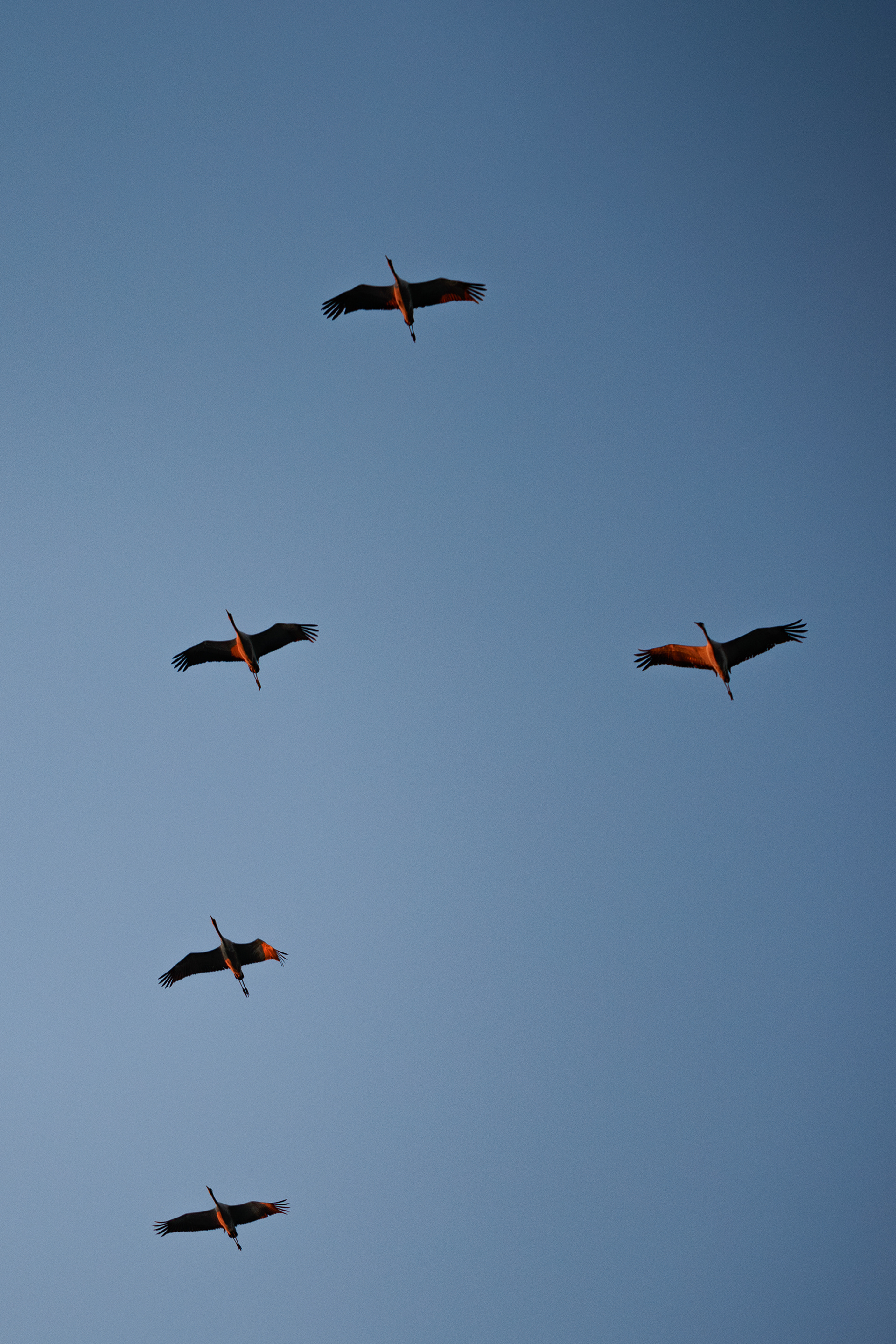 Les grandes voyageuses, la grues cendrées 4