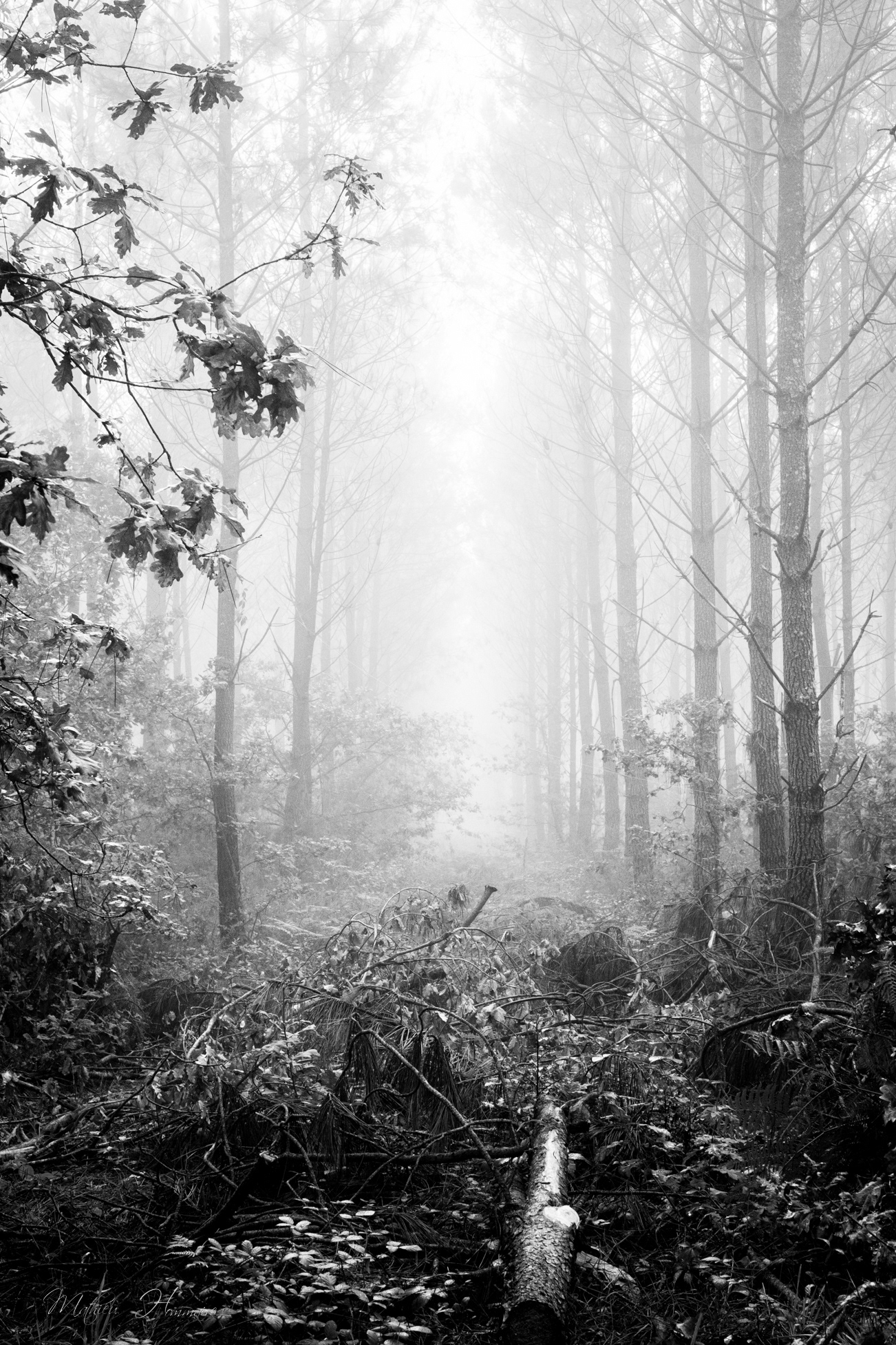 Forêt Landaise 10