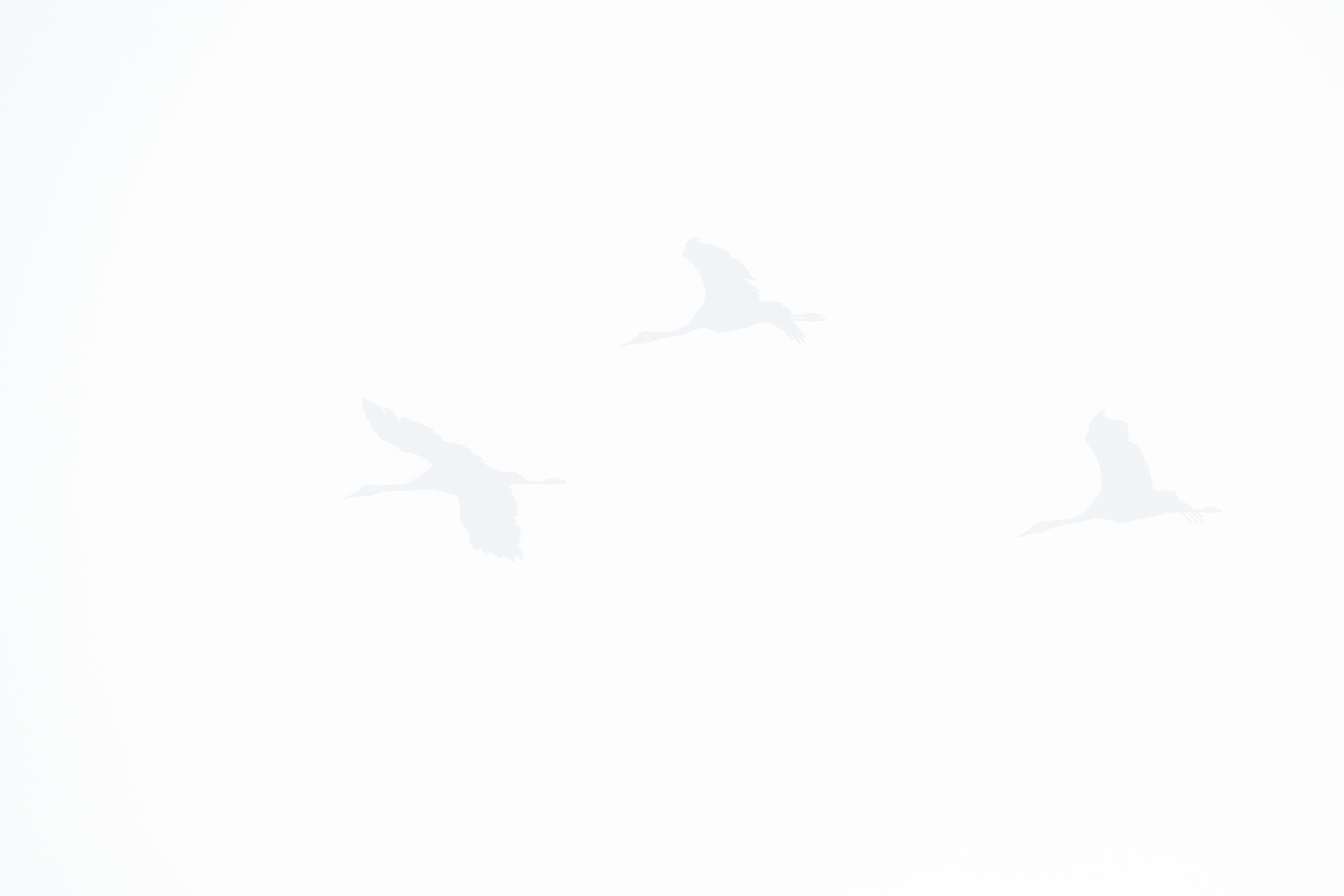 Les grandes voyageuses, la grues cendrées 7