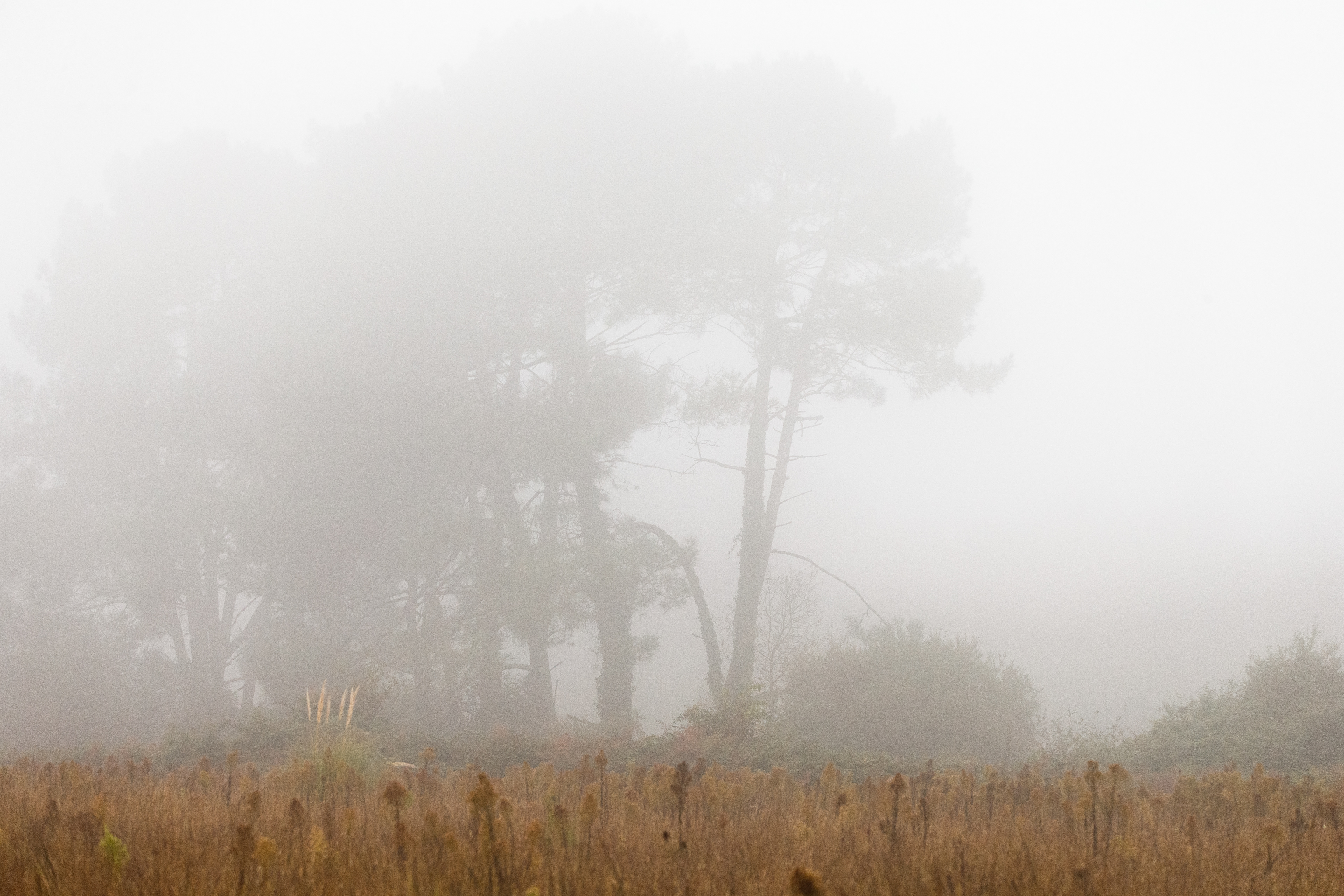 Forêt Landaise 4