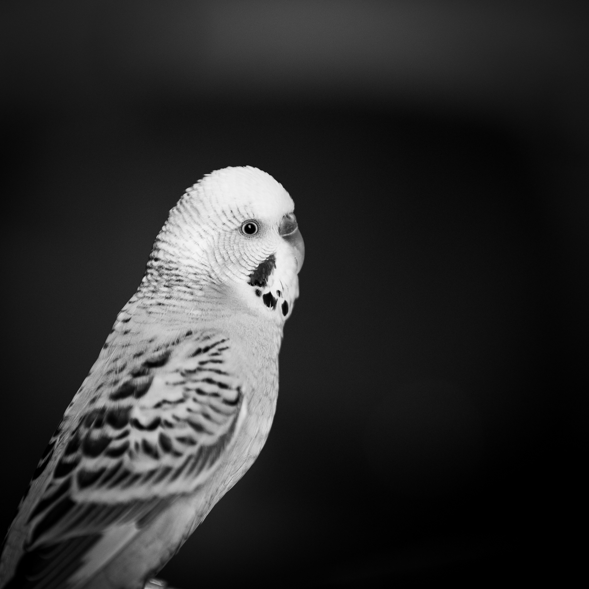 Pepito