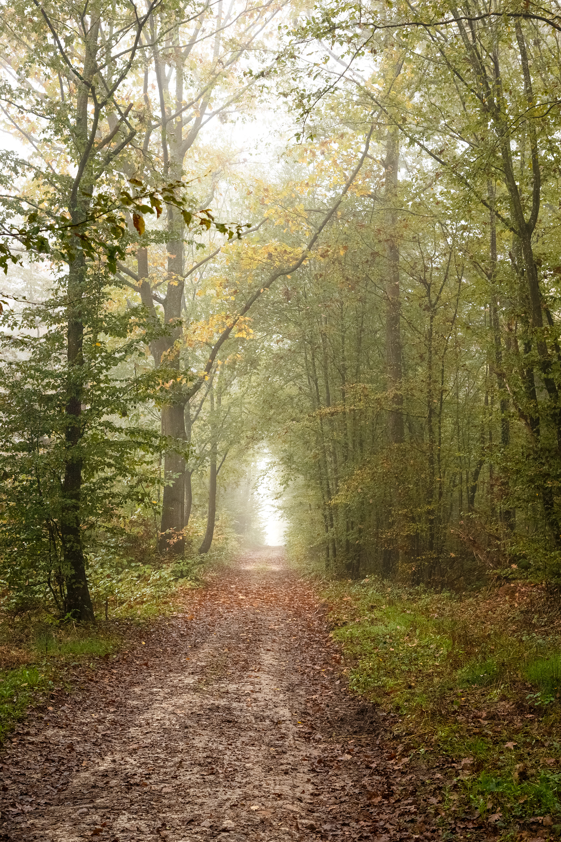 La foret Dombiste