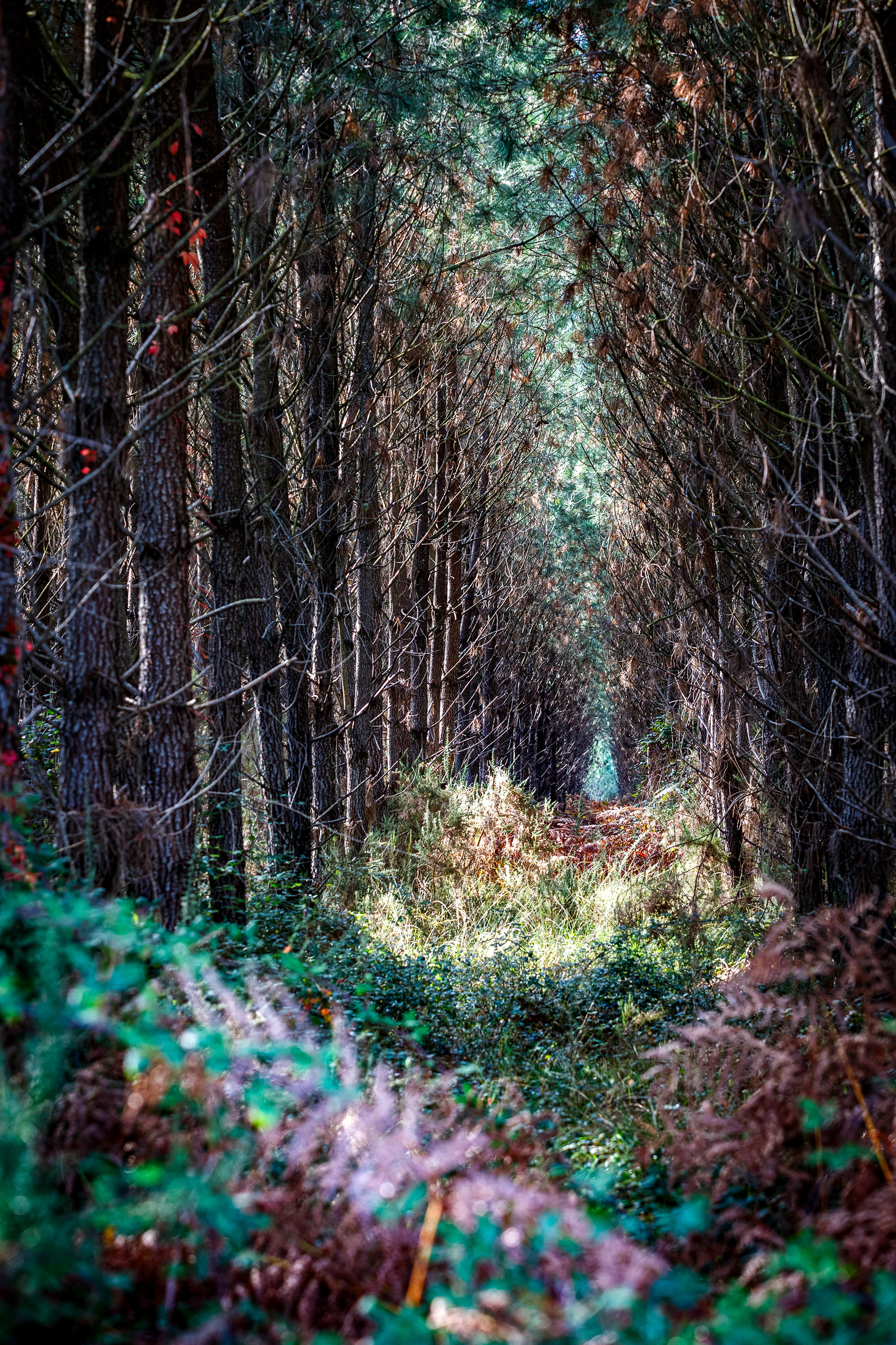 Forêt Landaise 5
