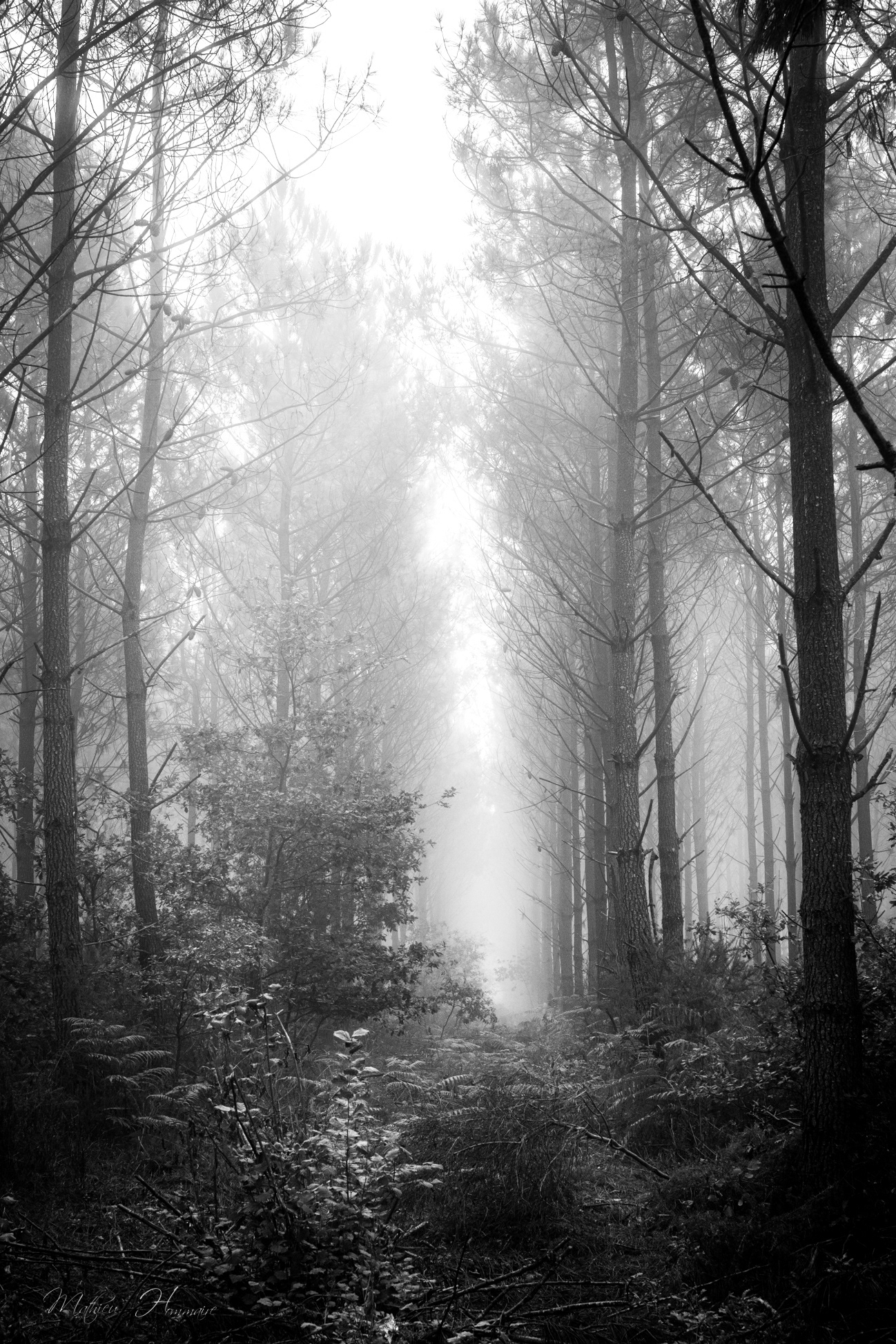 Forêt Landaise 8