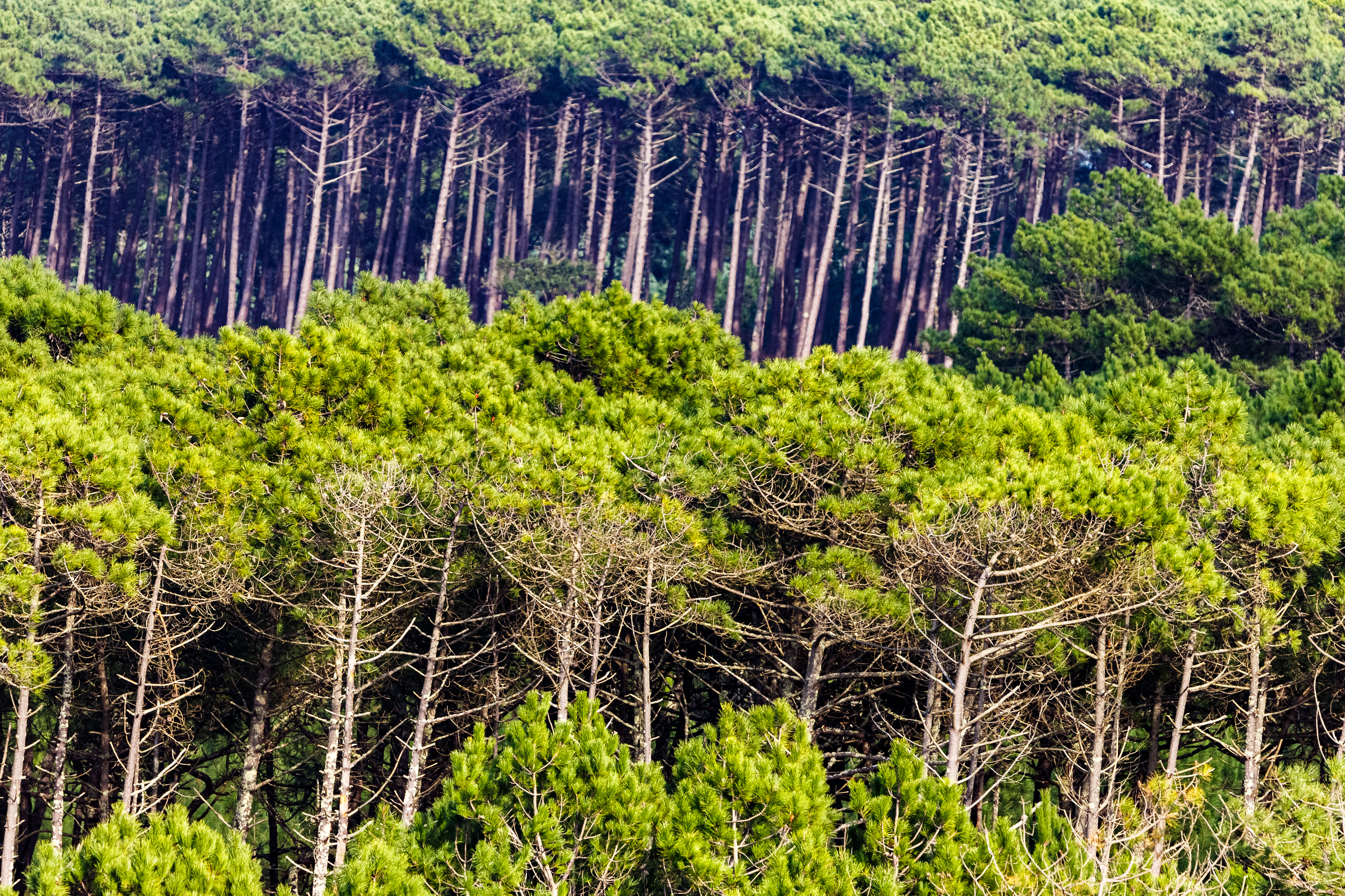 Forêt Landaise 2