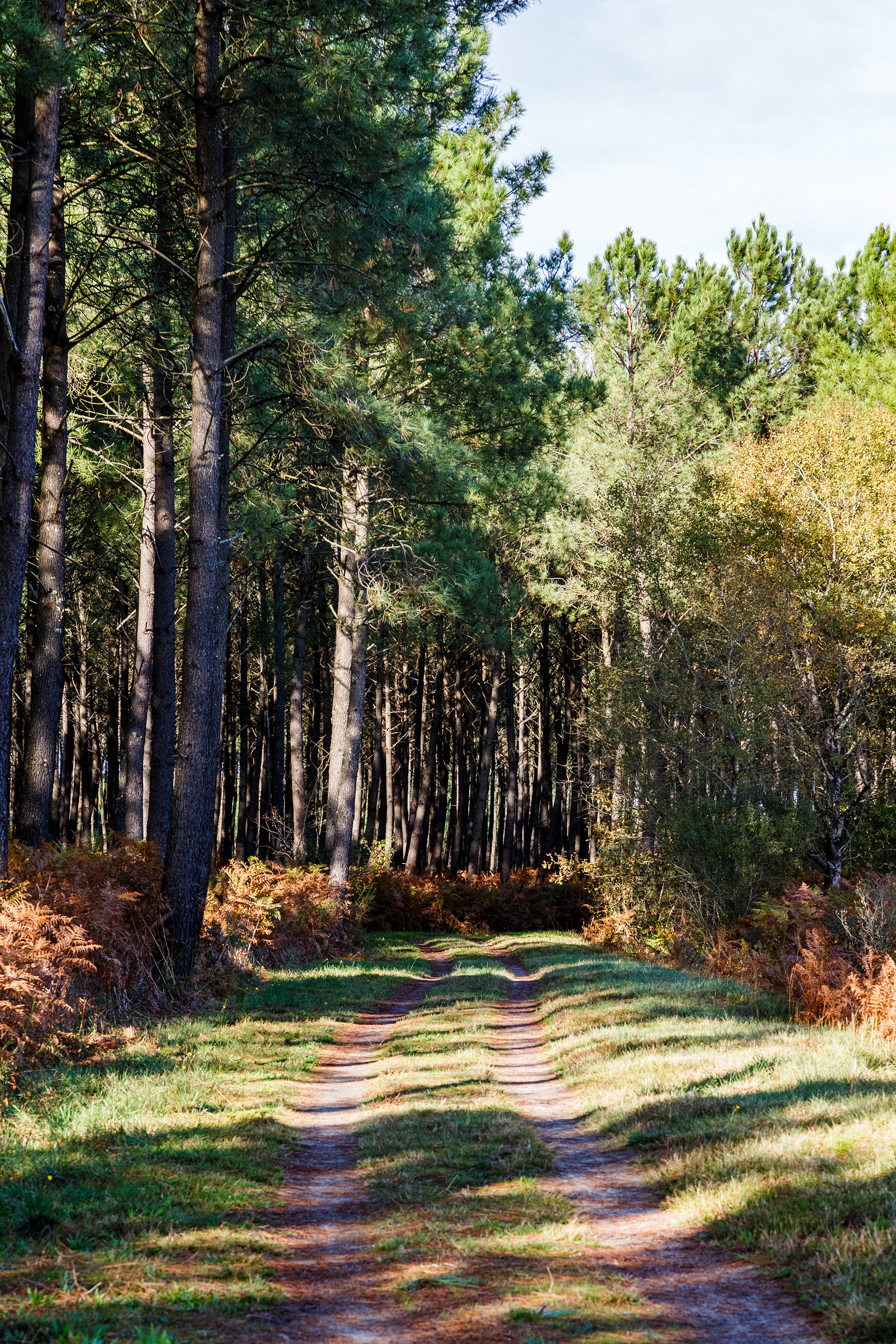 Forêt Landaise 6