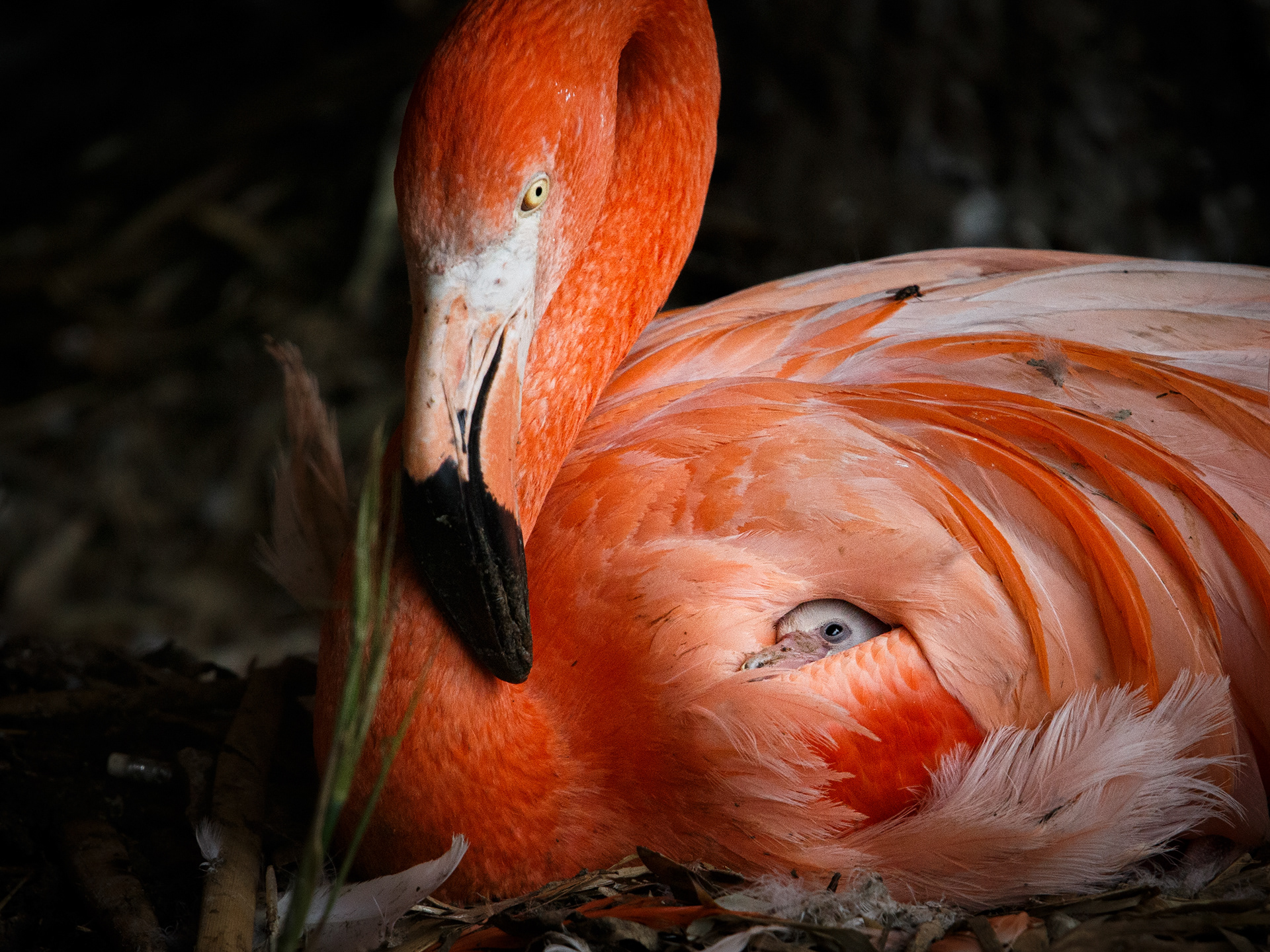 Parc des oiseaux 1