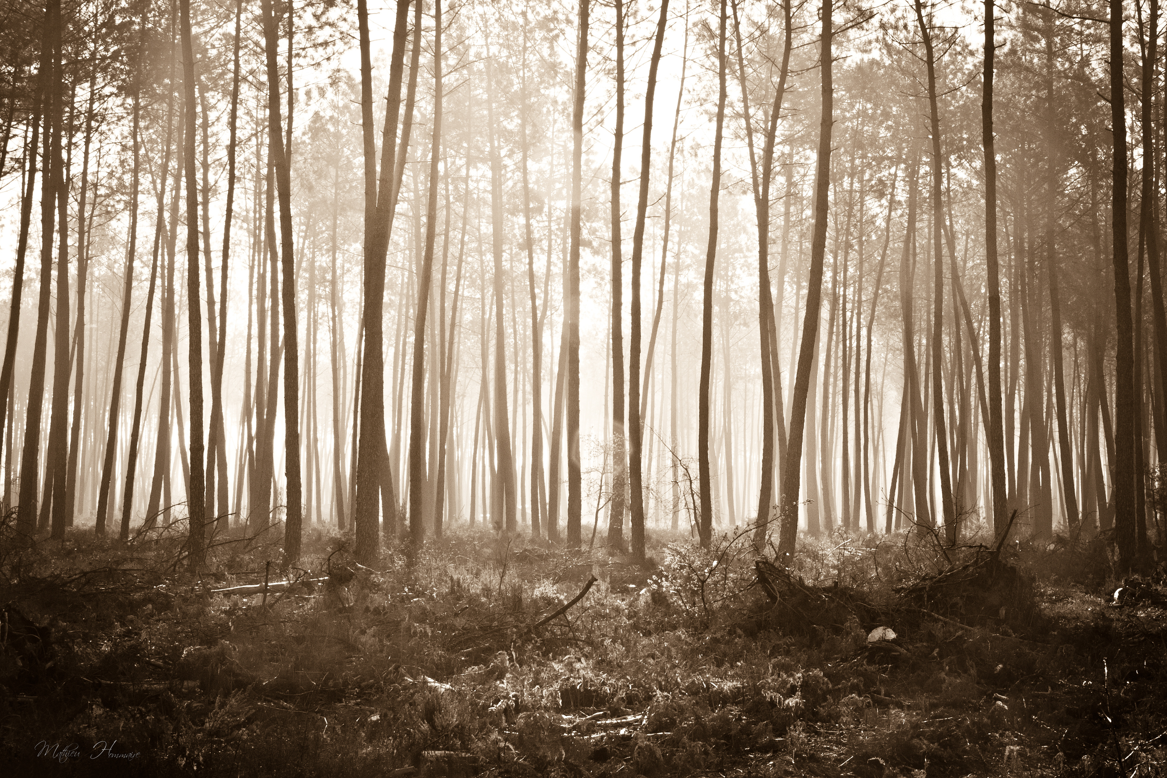 Forêt Landaise 14