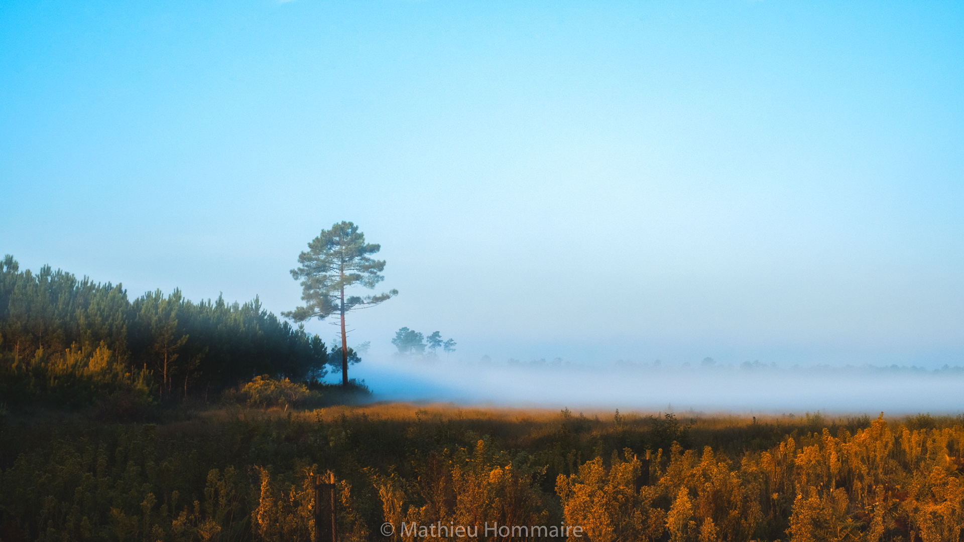 Forêt Landaise 13