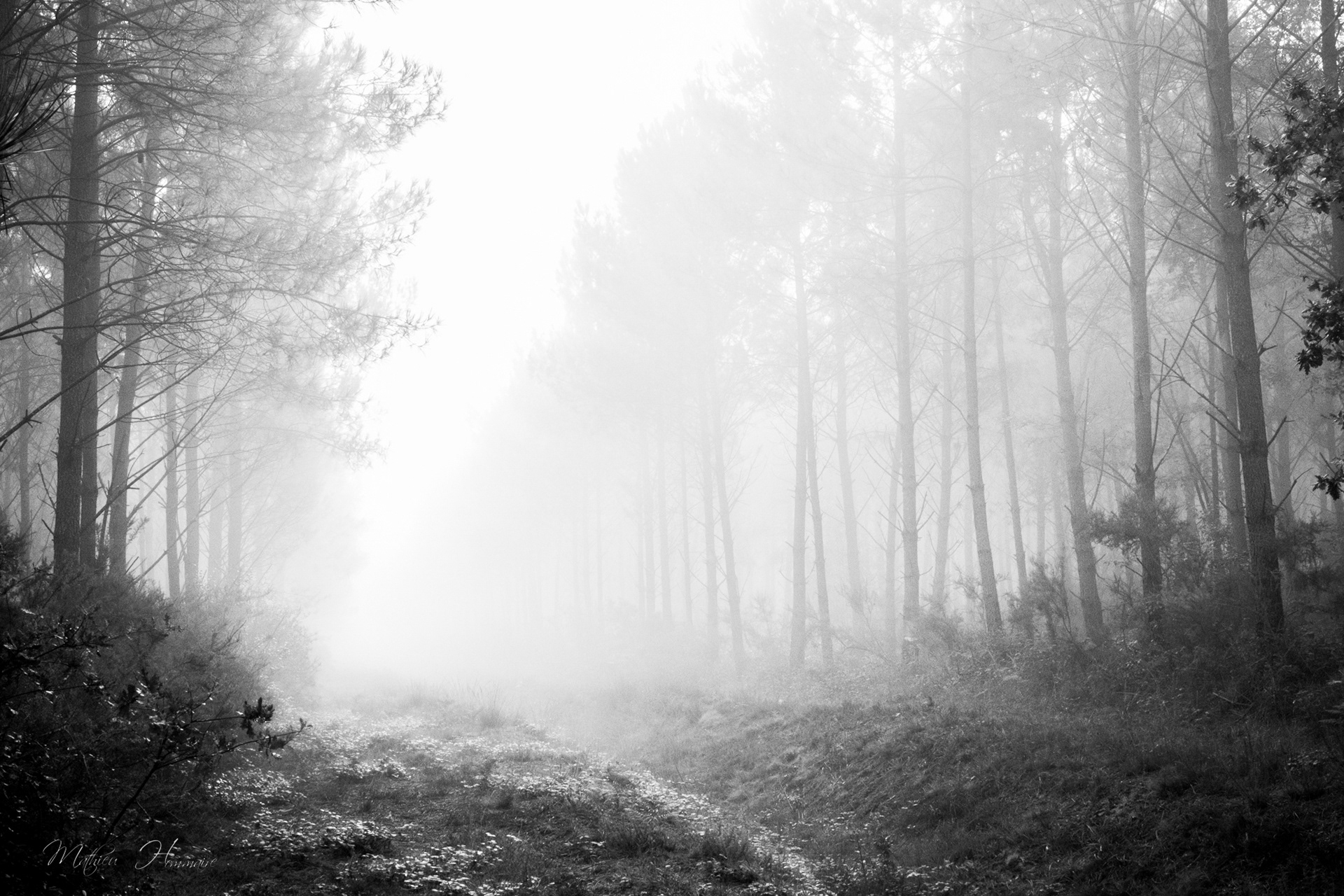 Forêt Landaise 11