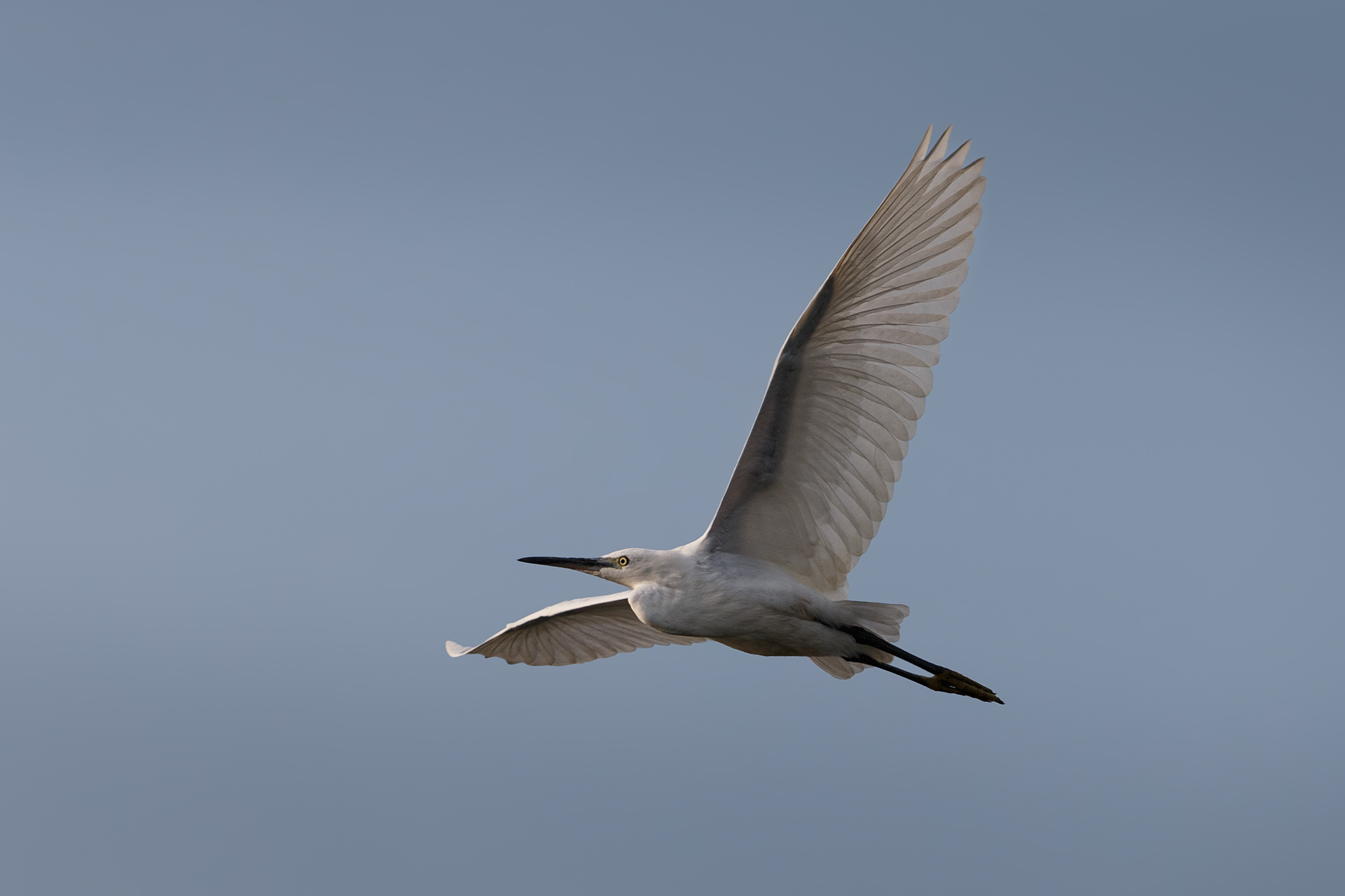 L'aigrette garzette