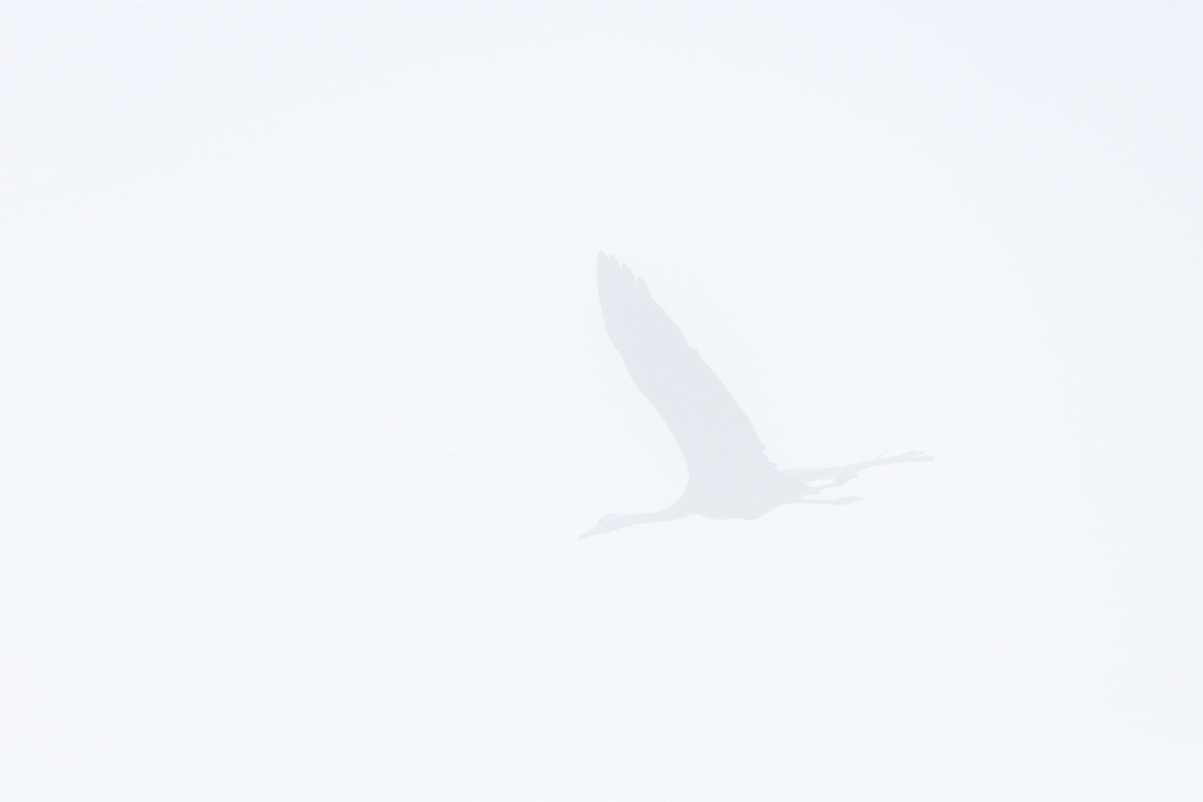 Les grandes voyageuses, la grues cendrées 6