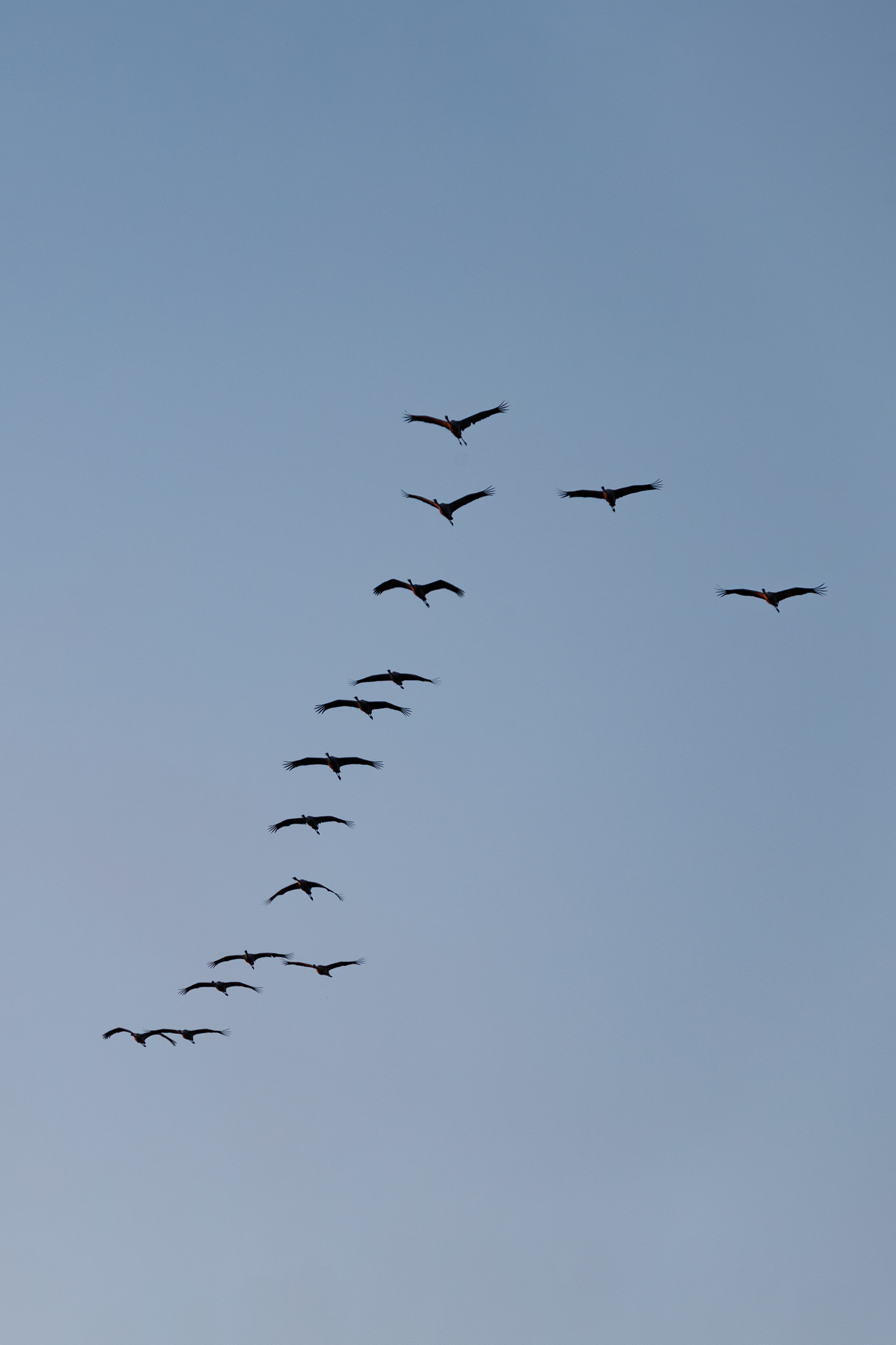 Les grandes voyageuses, la grues cendrées 3