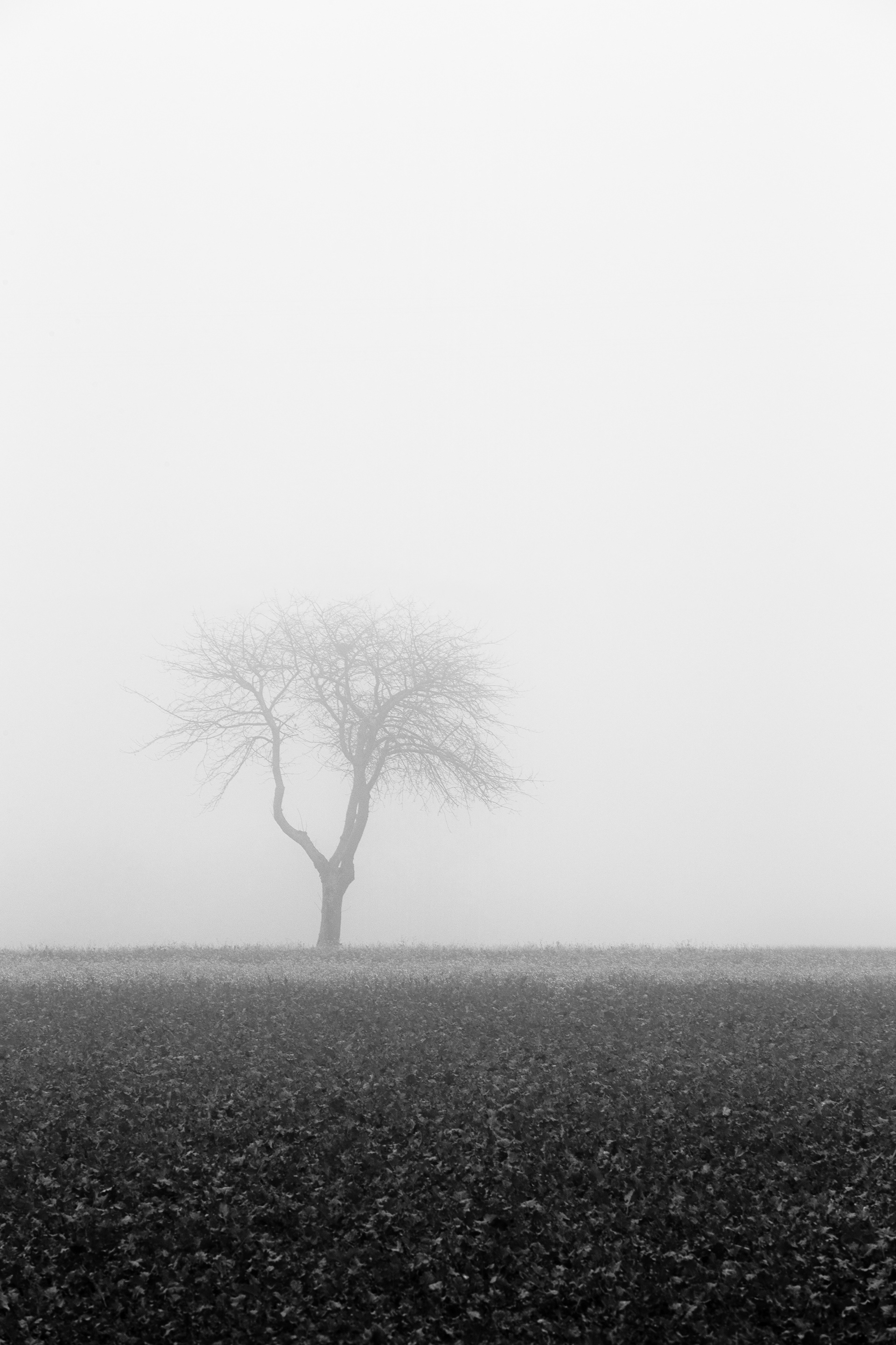 La brume Dombiste 2