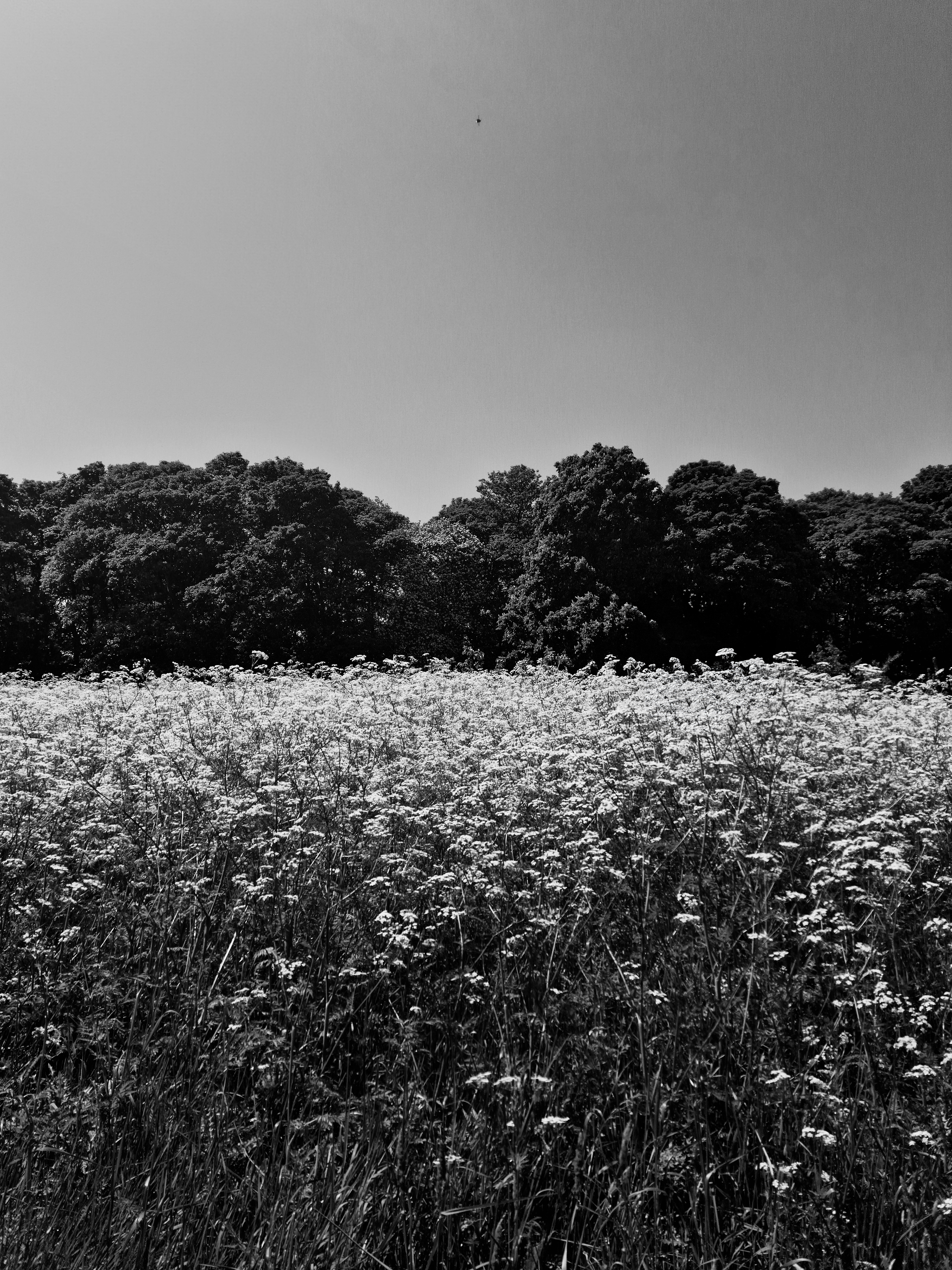 Lost in the Overgrowth
