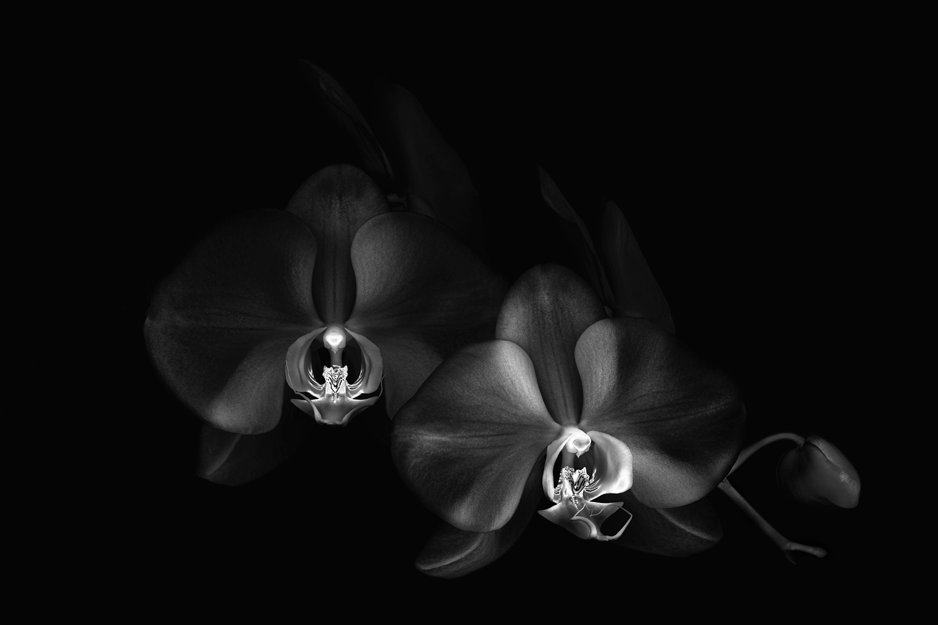 Orchids