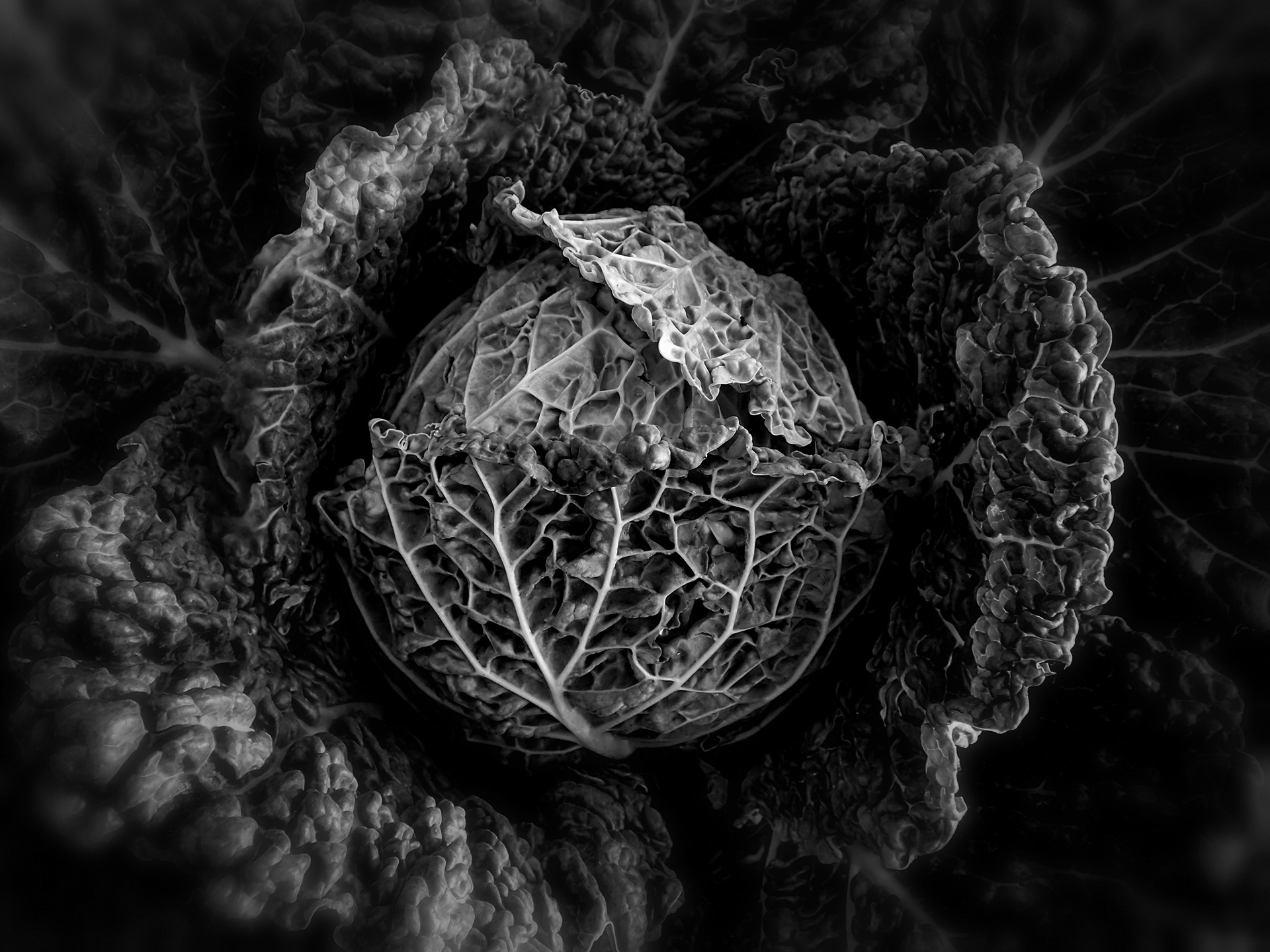 Savoy Cabbage