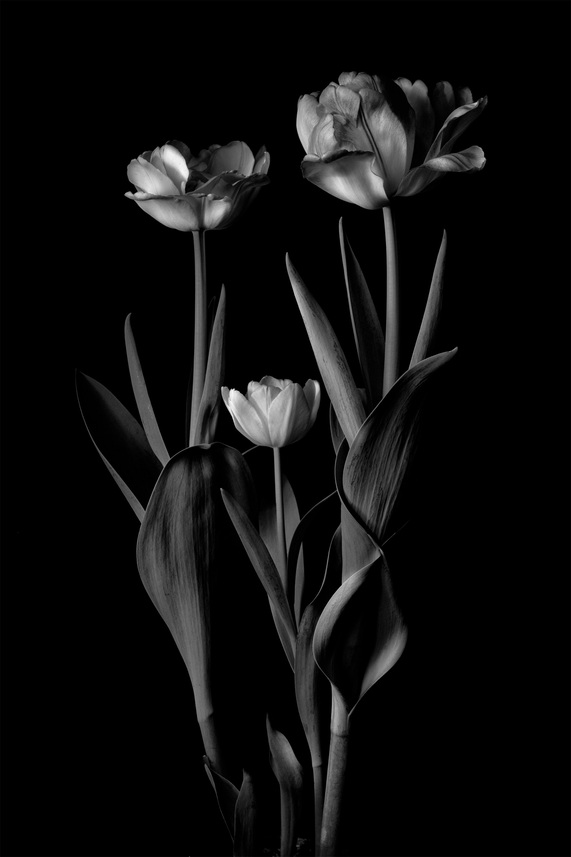 Foxtrot Tulips