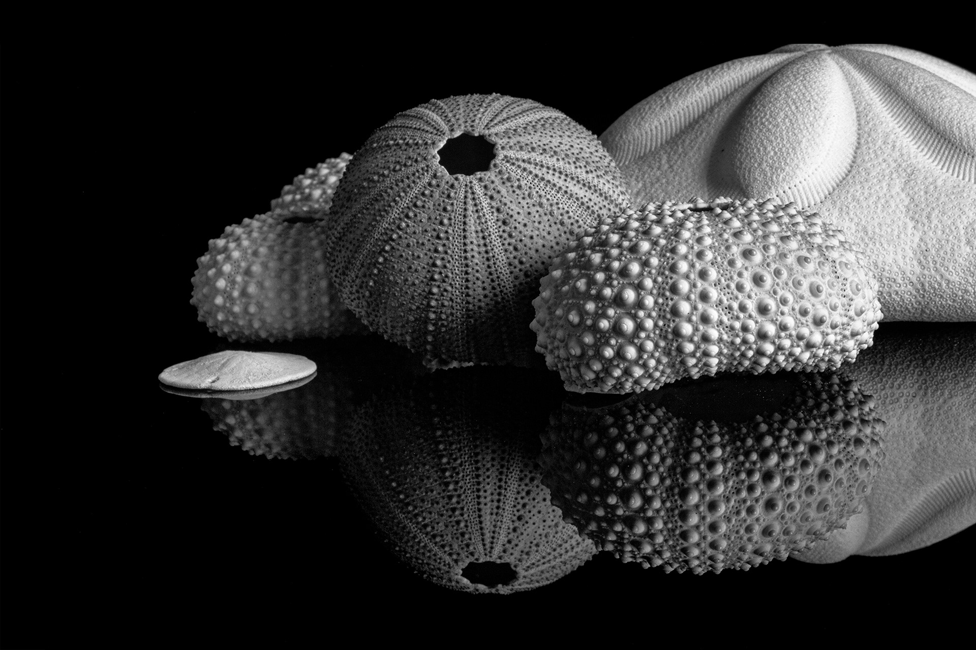Sea Urchins