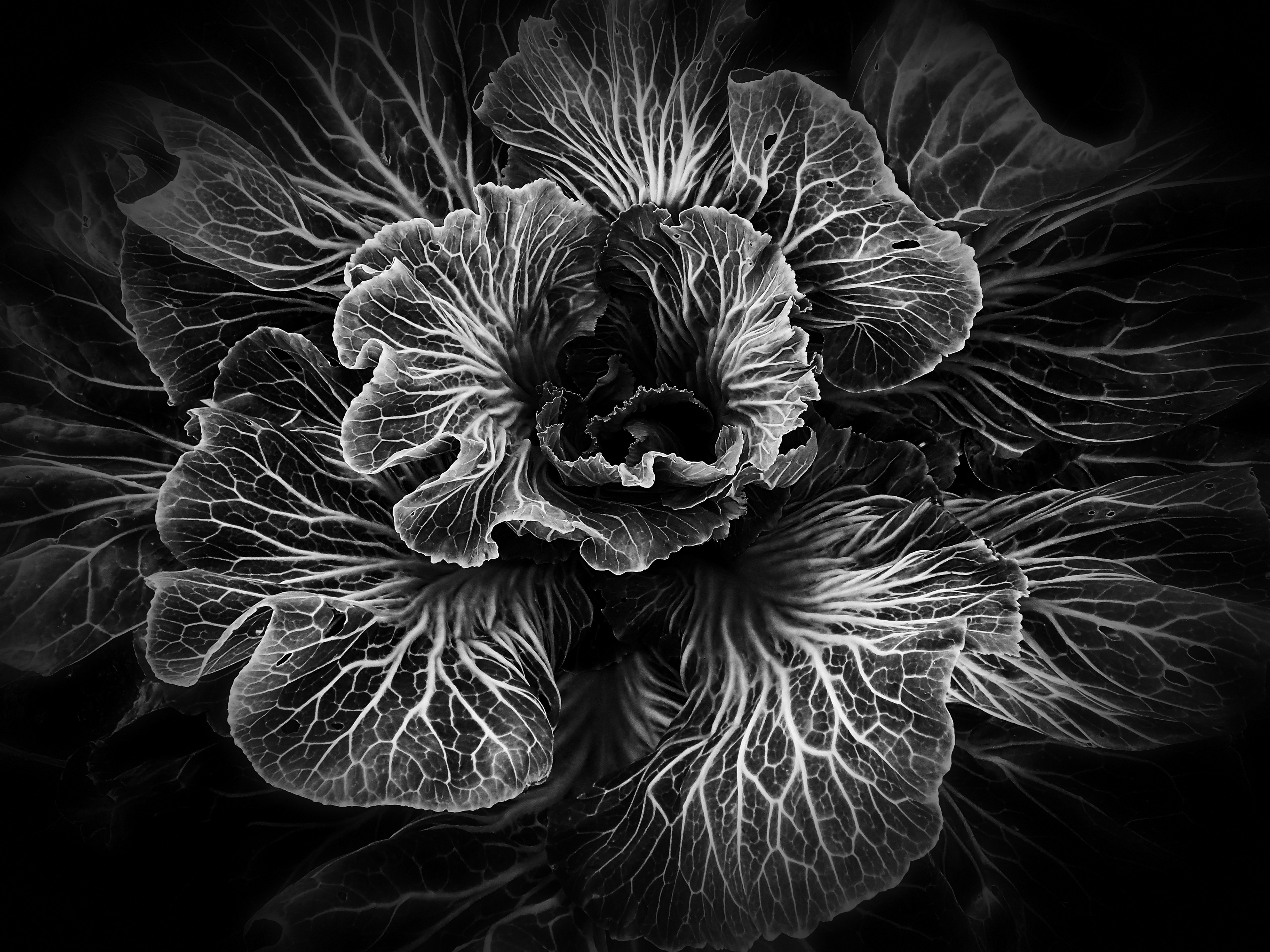 Portuguese Cabbage | B & W