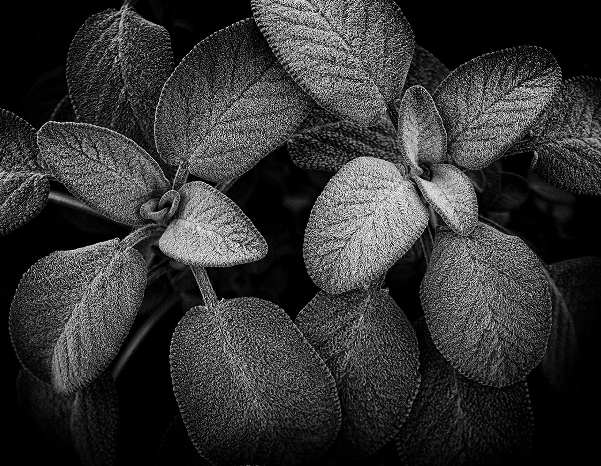 Summer Sage