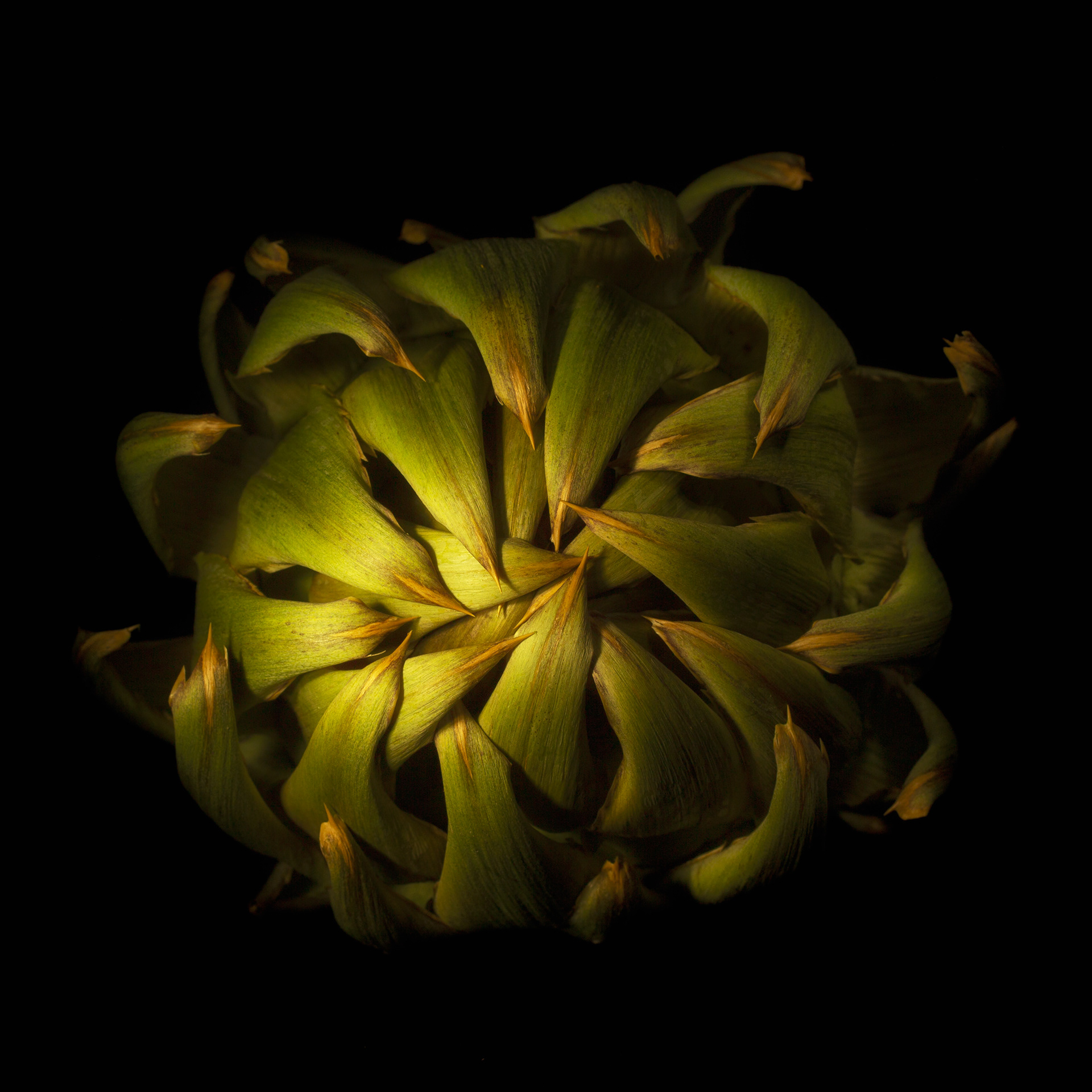 Artichoke ~ Fine Art ~ Honorable Mention