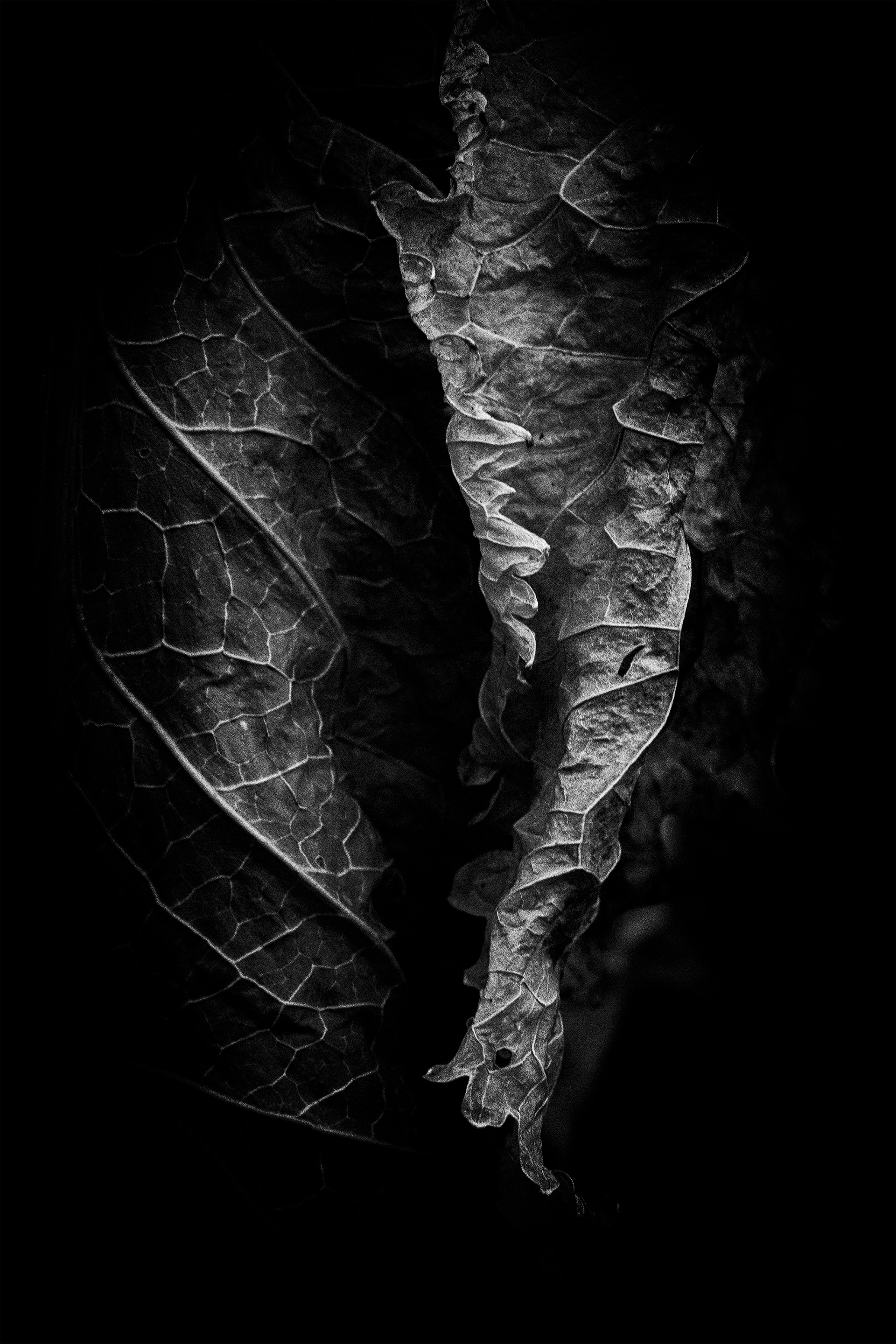 Horseradish Leaf